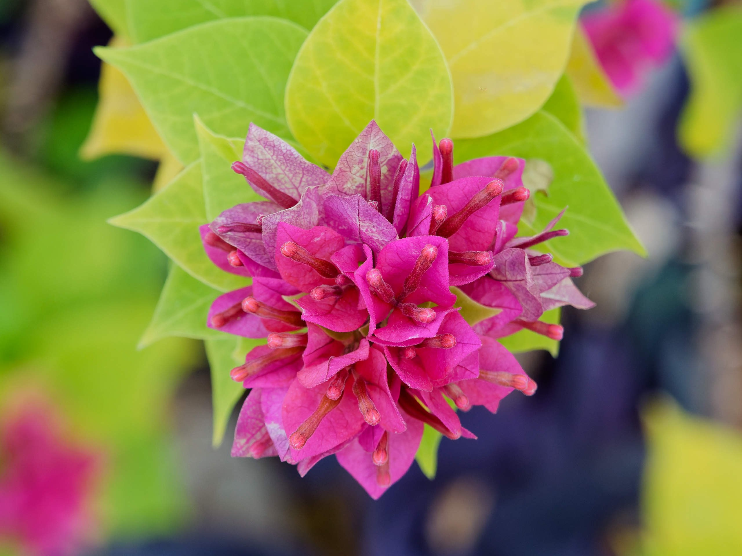 Алания 2025, природа. Избранные фотографии