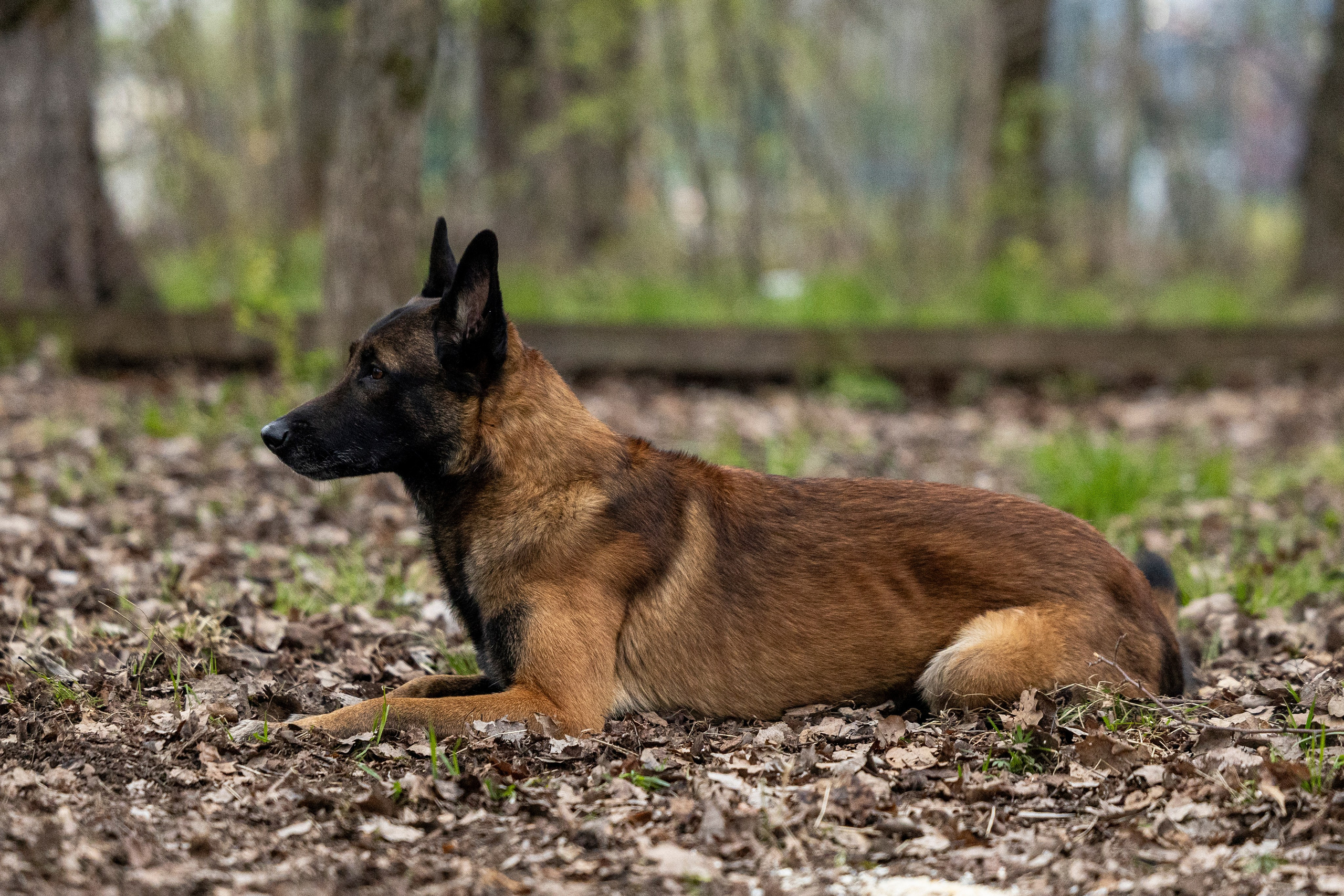 Квалификационные состязания по мондьорингу г. Вологда 11.05.24. Фотограф-анималист Анна Маринич