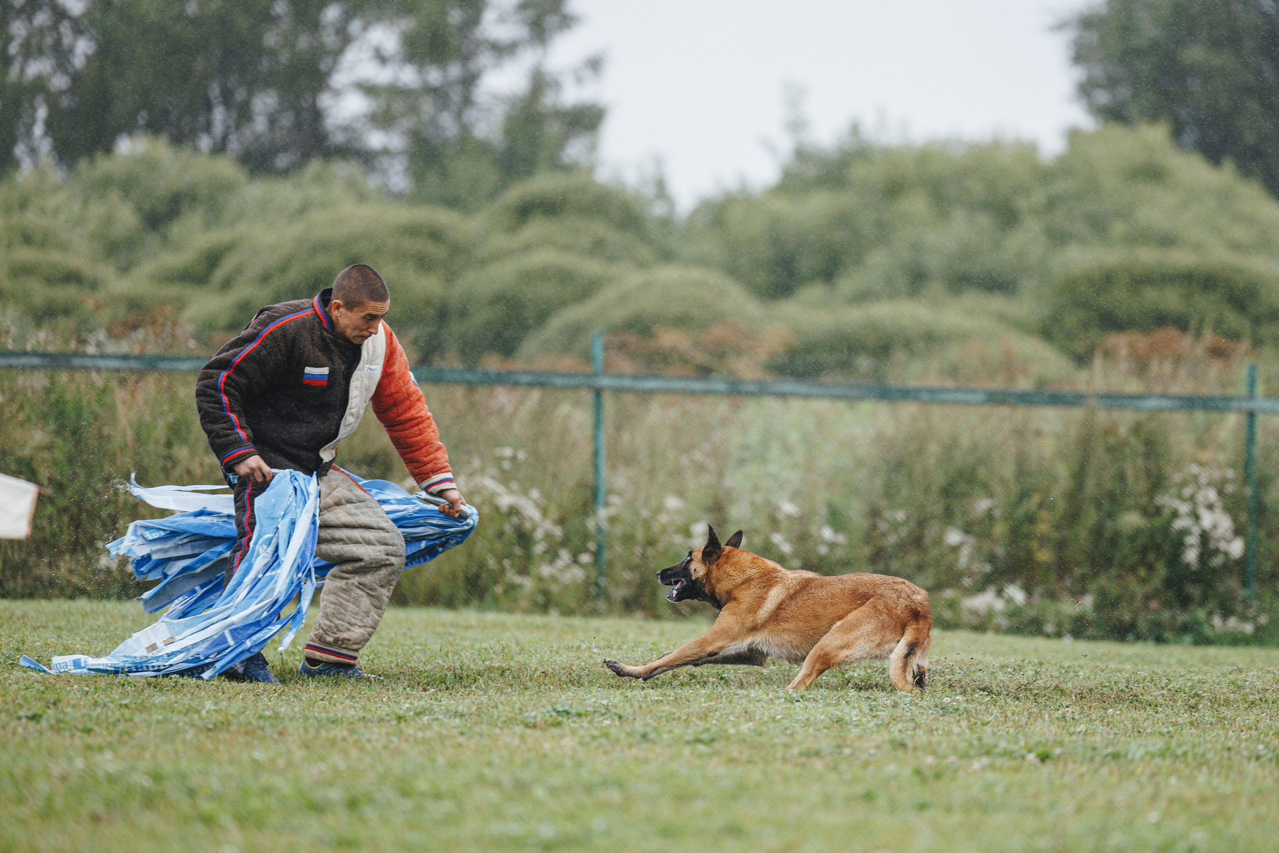 08.08.25-10.08.25 ЧР по мондьорингу г. Вологда. Фотограф-анималист Анна Маринич
