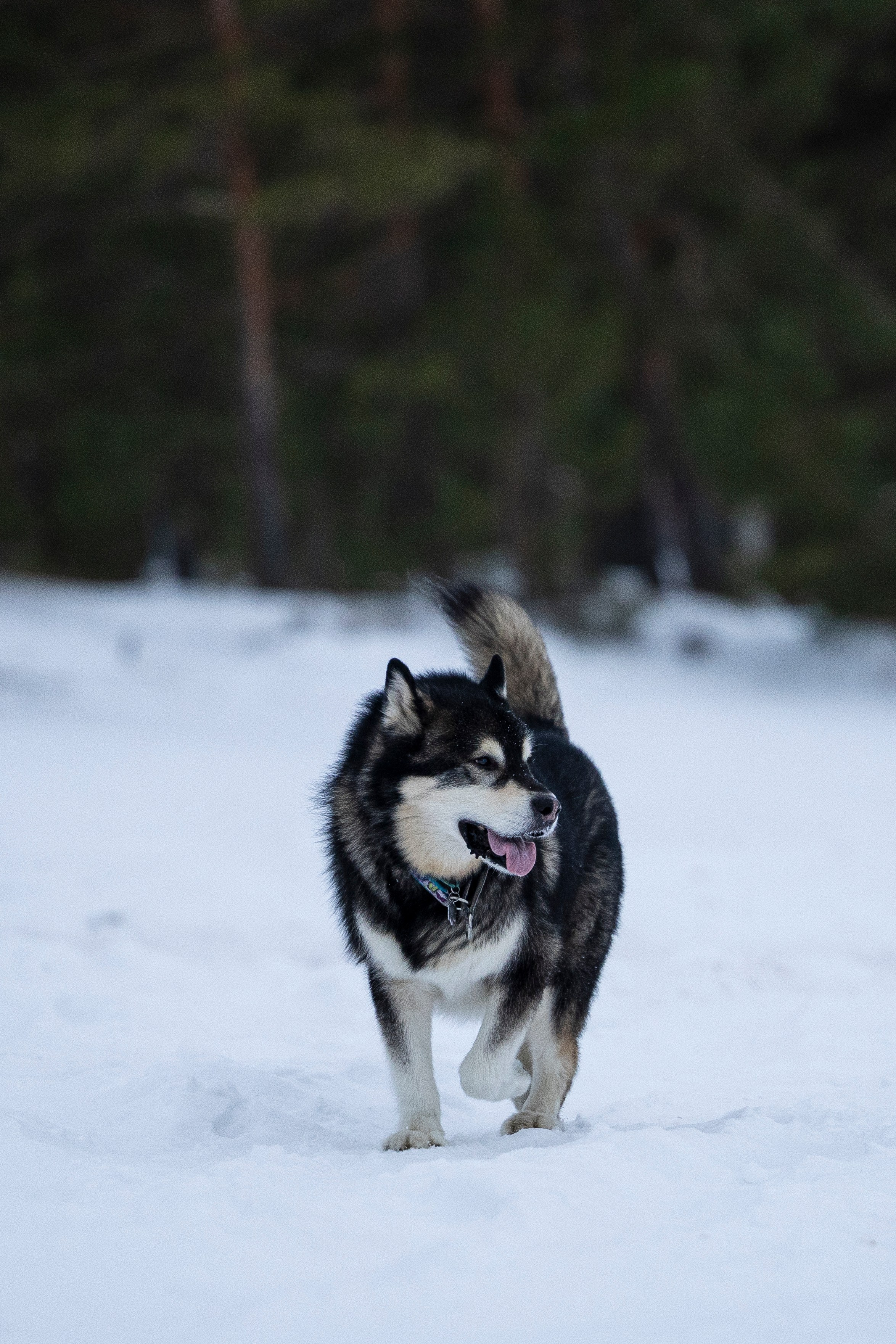 Юрген. Фотограф-анималист Анна Маринич