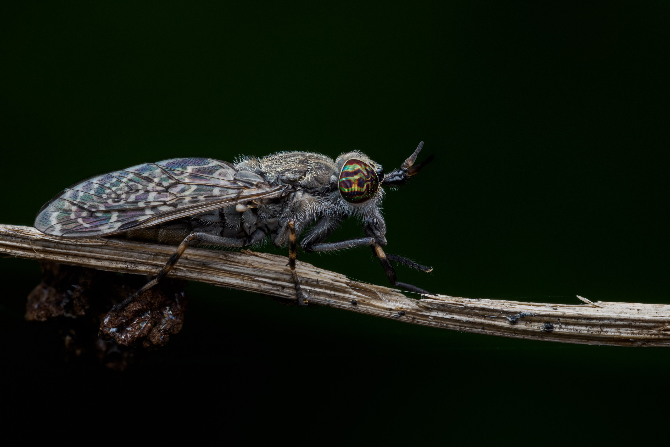 Дождёвка обыкновенная