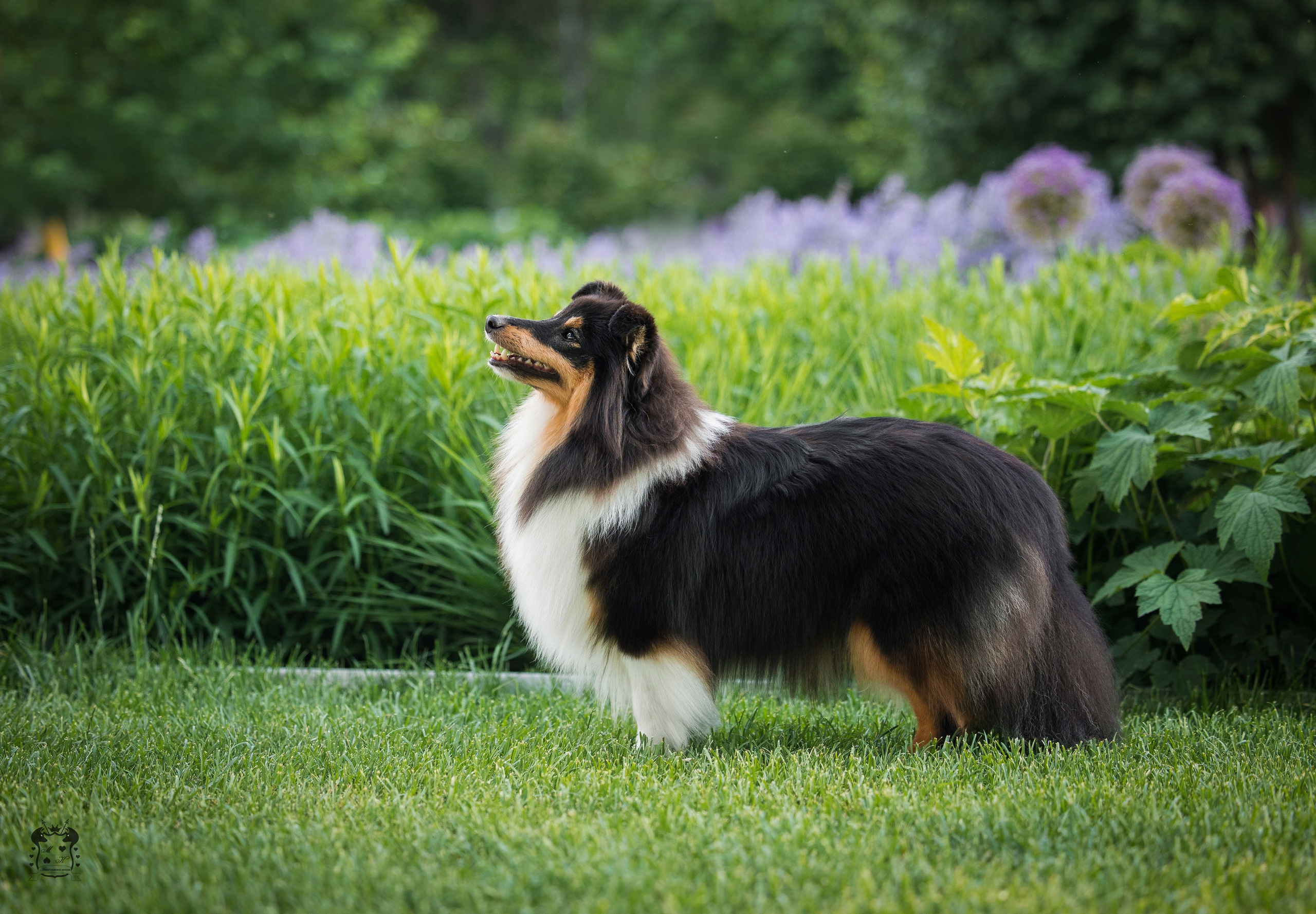Портфолио. Фотограф-анималист в Екатеринбурге Марина Шишкина