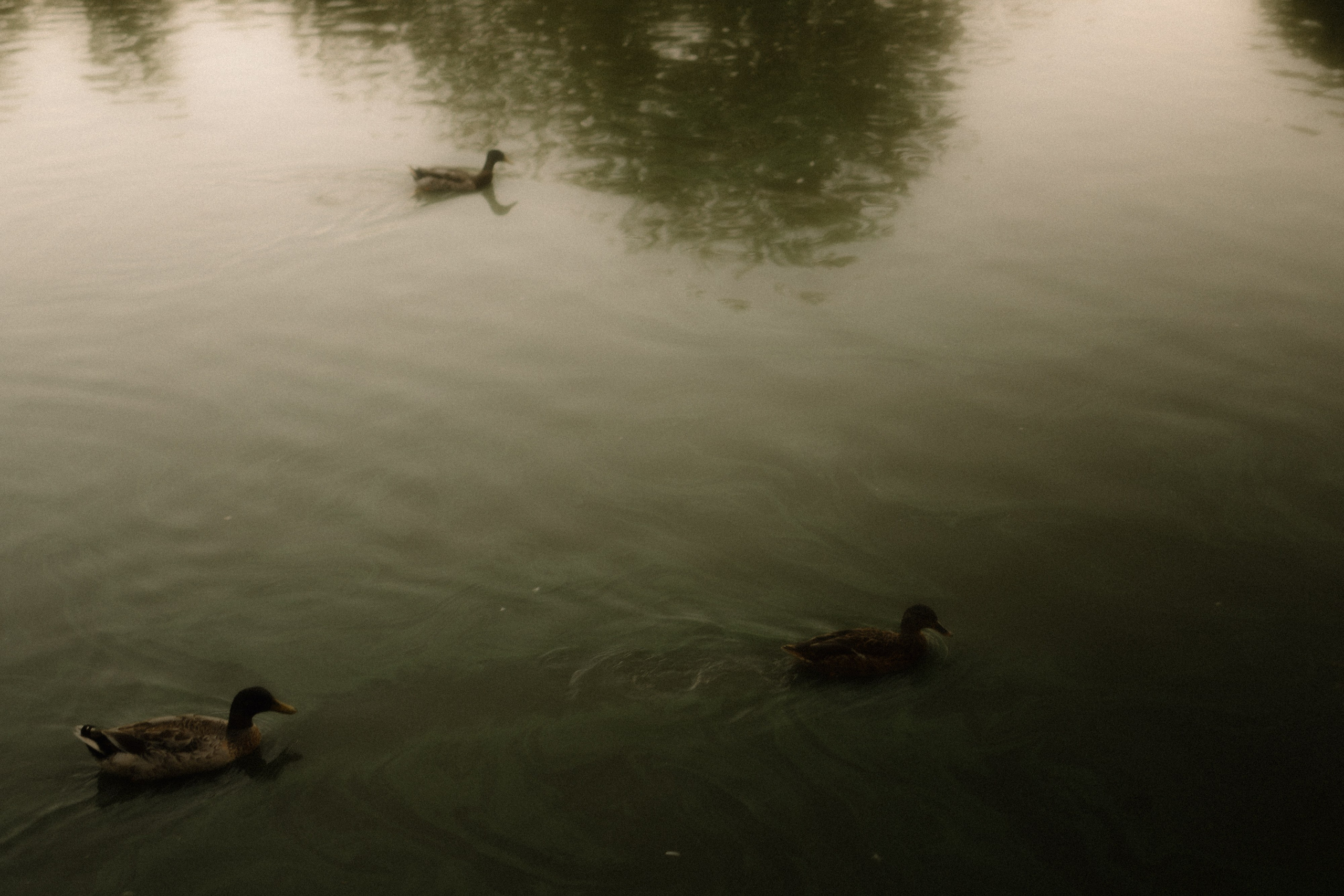 Миша и Полина. Семейный фотограф в Краснодаре Храмова Анна