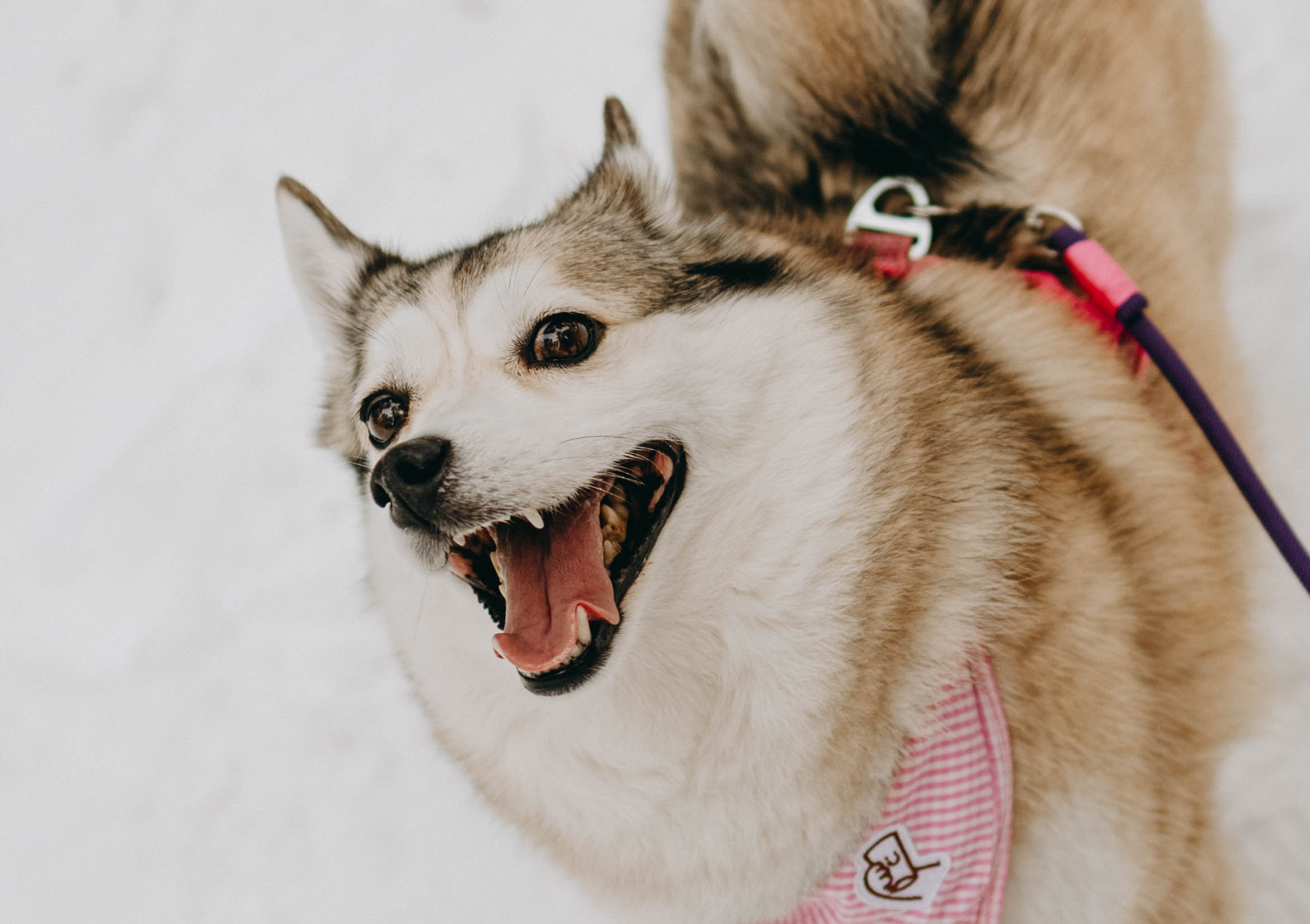 Варвара и Шелби. Фотограф-анималист в Екатеринбурге | Кристина