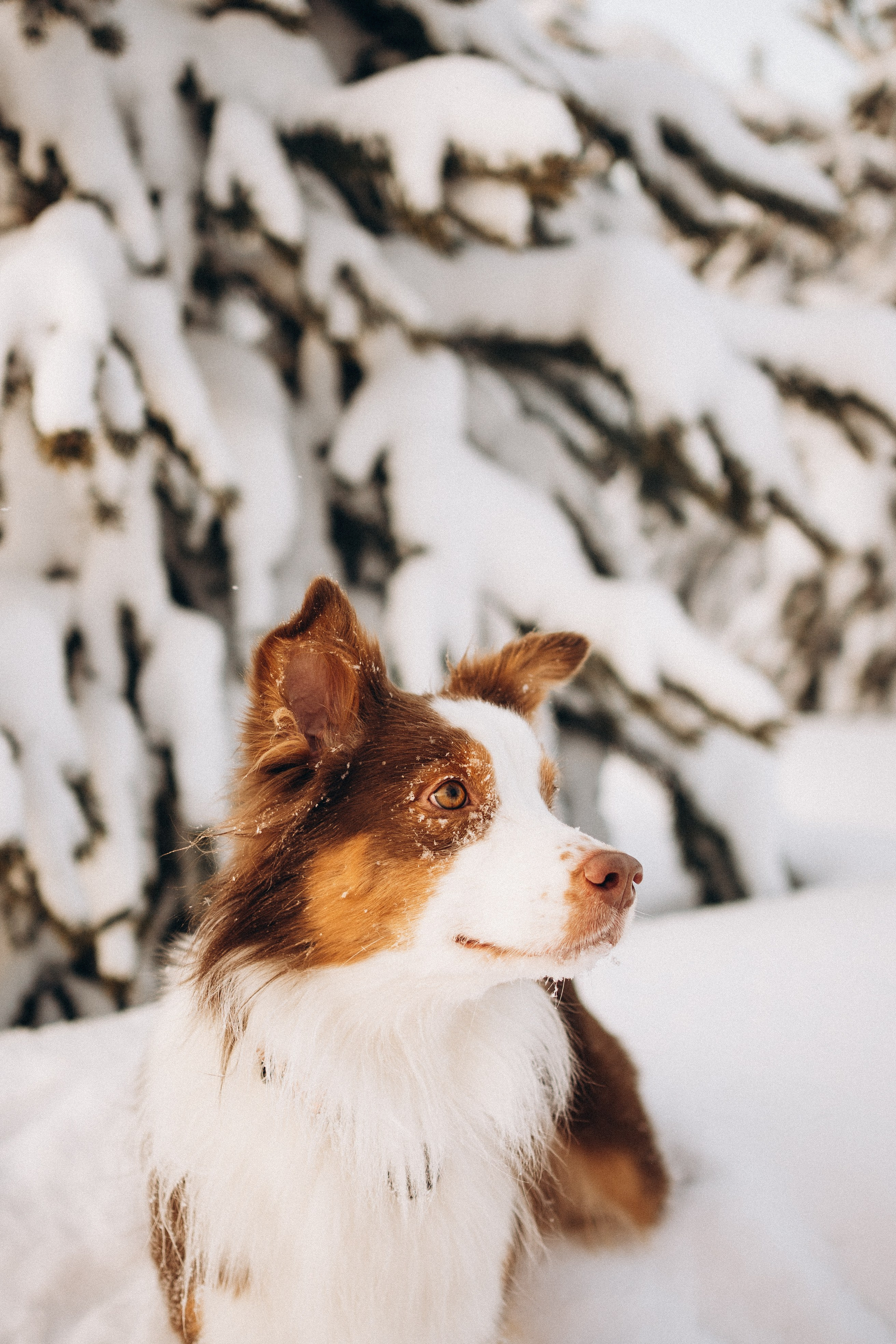 Айла и Харли. Фотограф-анималист Анастасия Большакова
