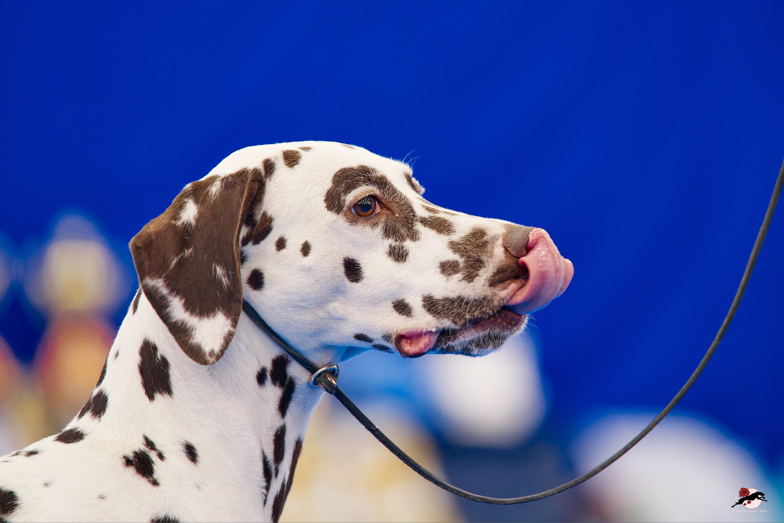 27.04.2025 | "Петербург-Элита 2025" & «КУБОК «ЭЛИТЫ»-2025»