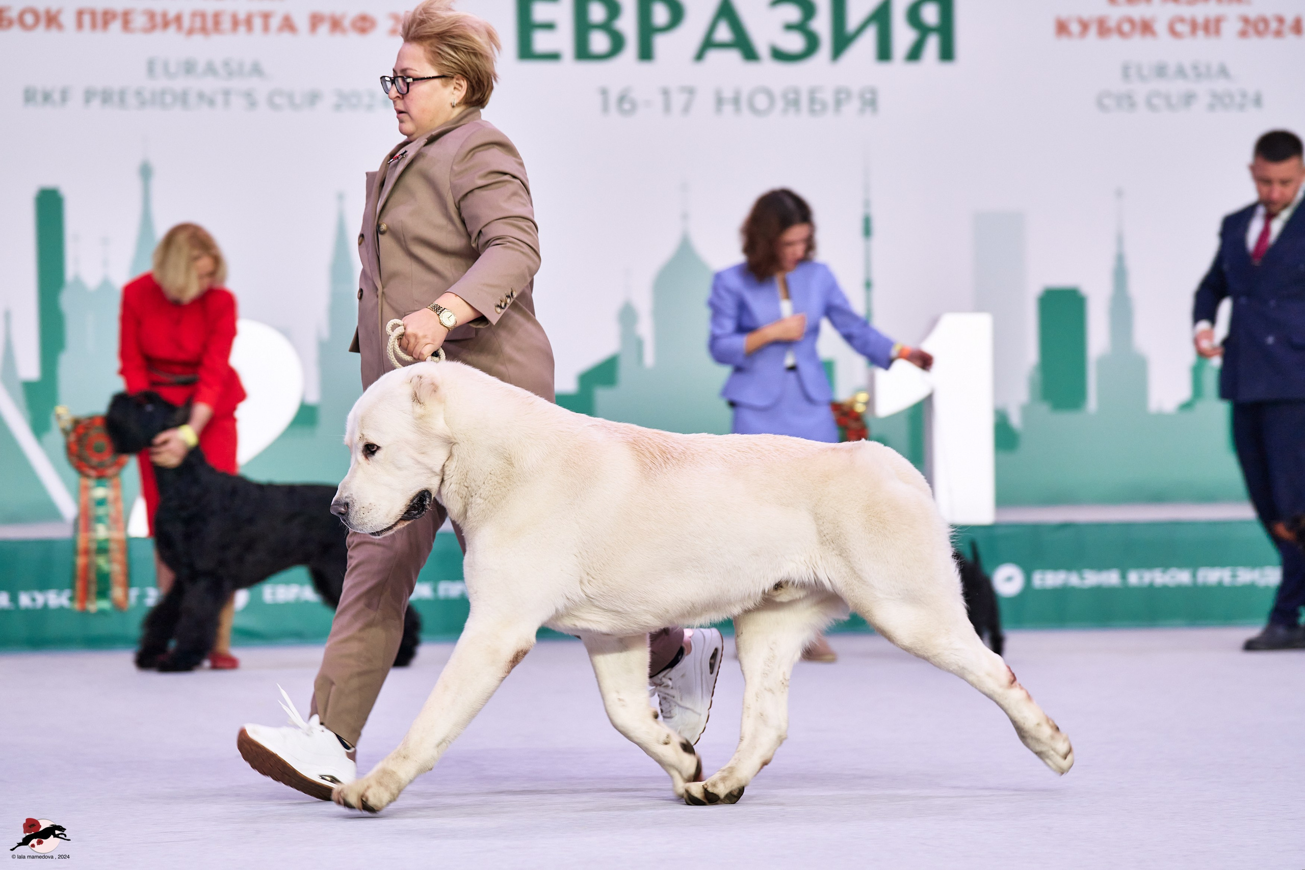 17.11.2024 «ЕВРАЗИЯ. КУБОК СНГ 2024»