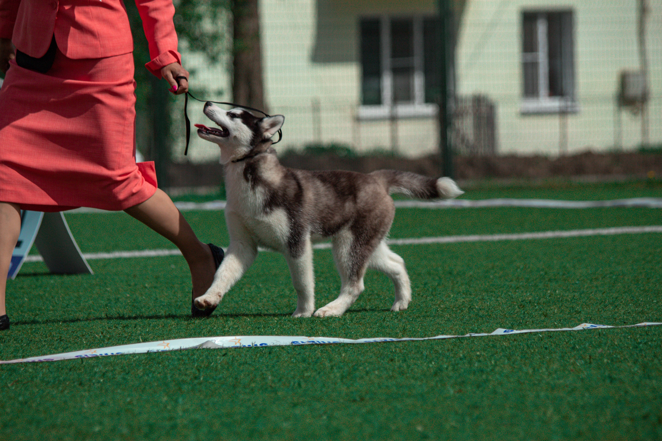 Выставка собак в апреле Тула 
