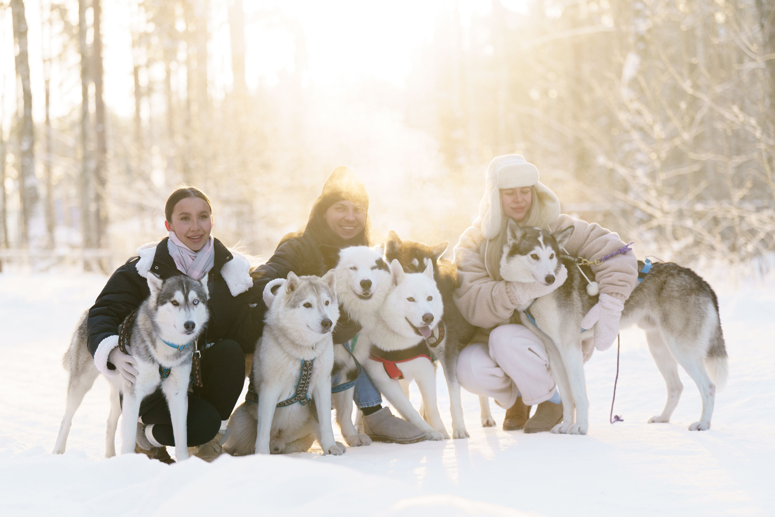 Катания на упряжке. Фотограф-анималист в Санкт-Петербурге