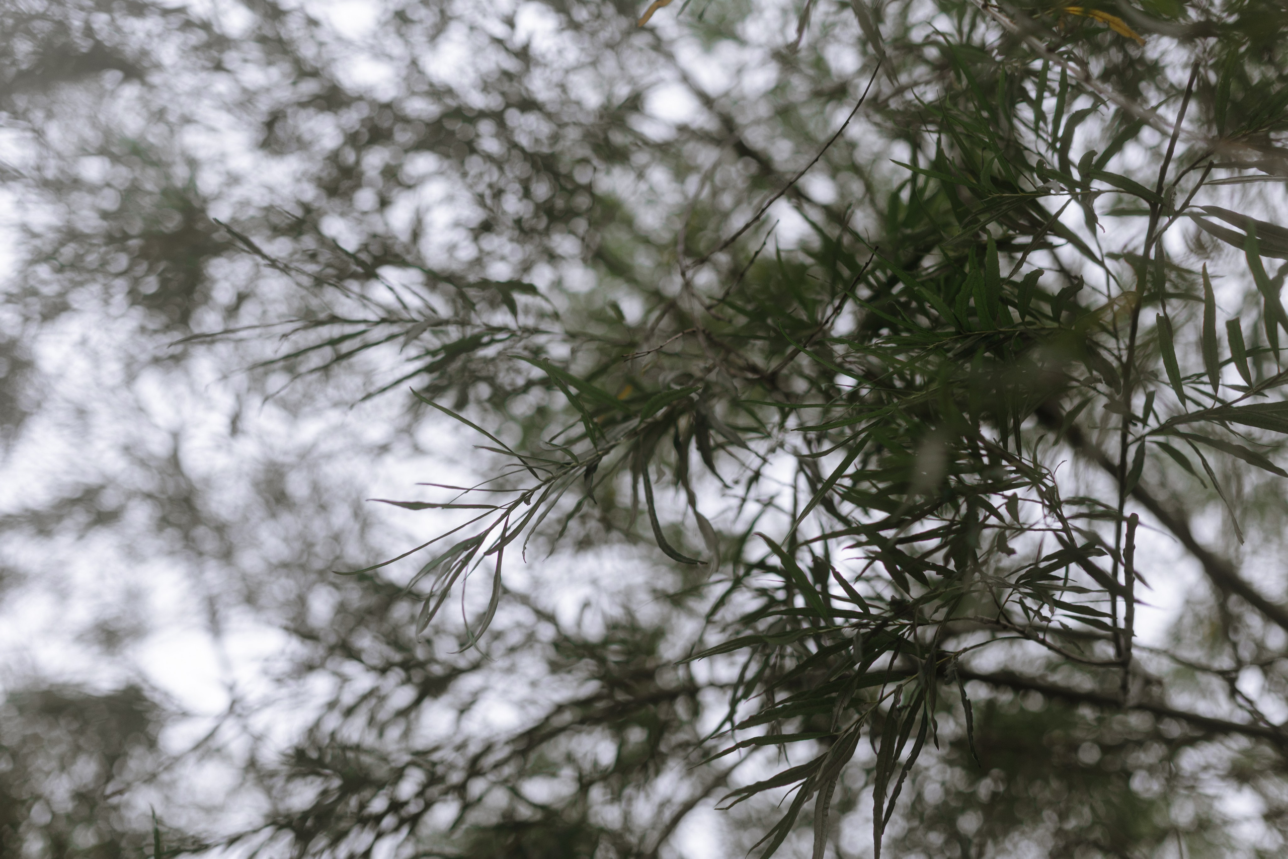 Никита и Анна. @dariazphoto свадебный фотограф