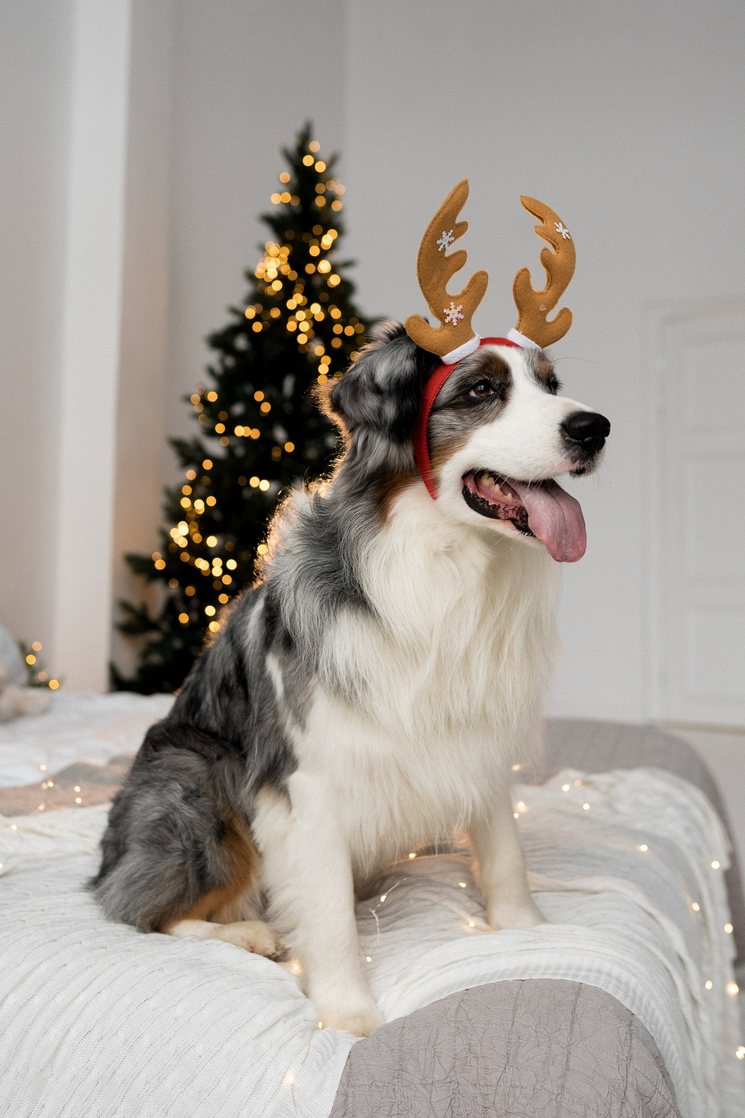 Новогоднее студия. Свадебный фотограф в Москве Анна Полушина