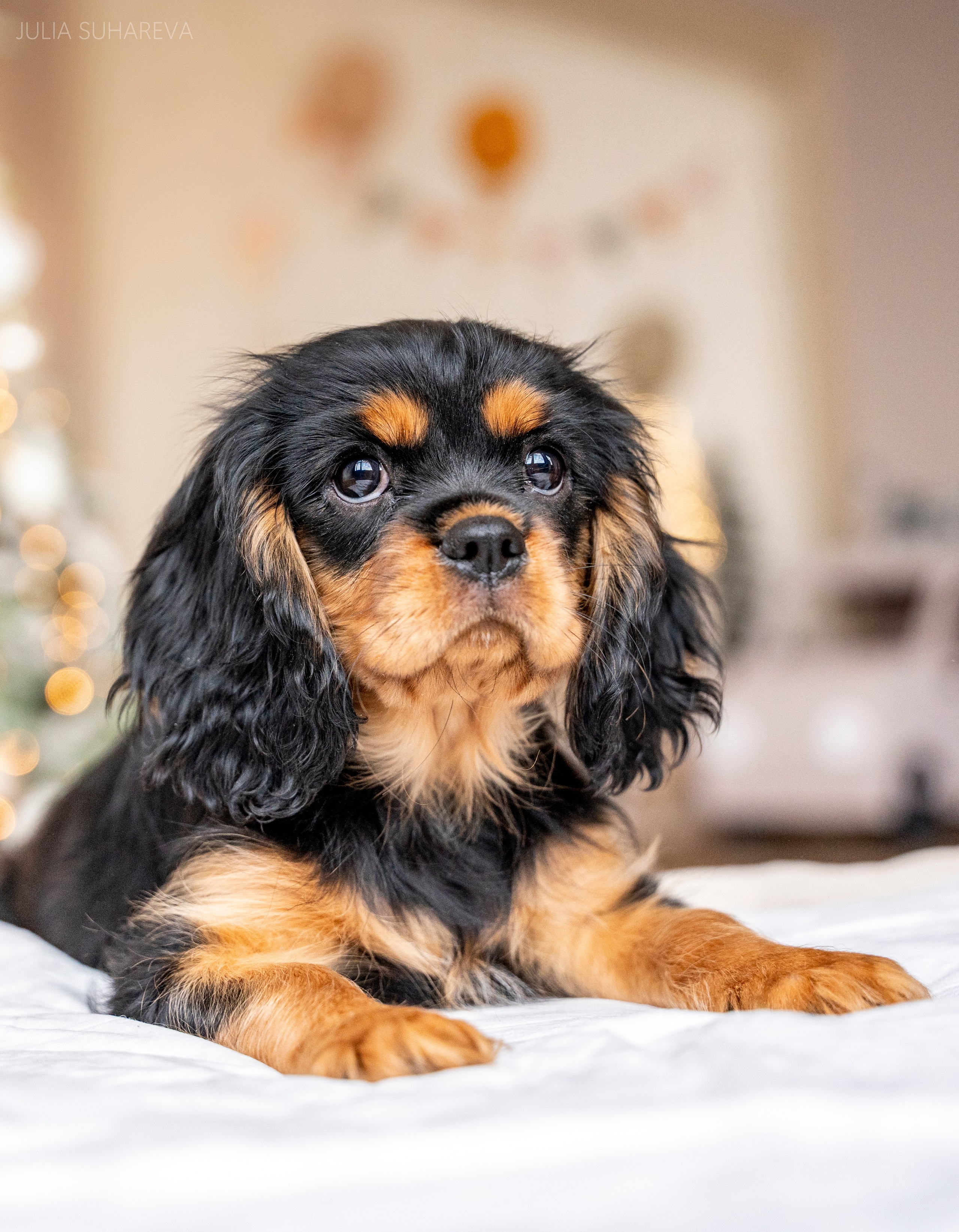 Щенки Кавалер кинг-чарльз-спаниель (Новый год). Главная