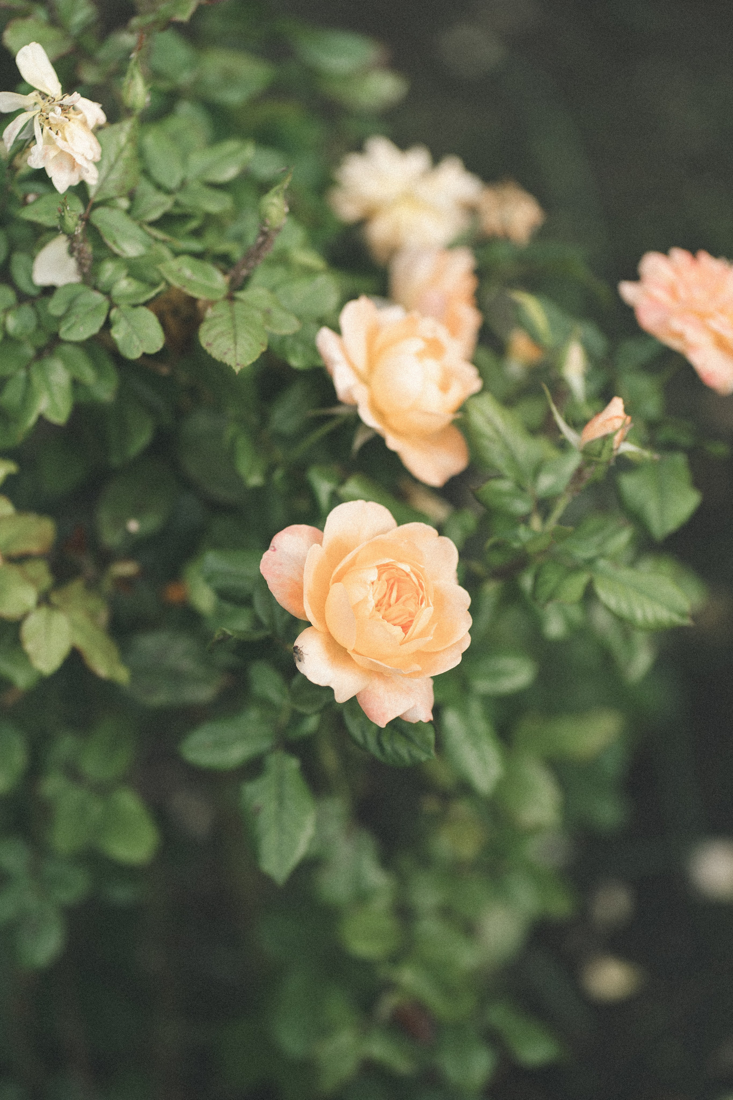 Счастье в простом. Photo_ylia.v