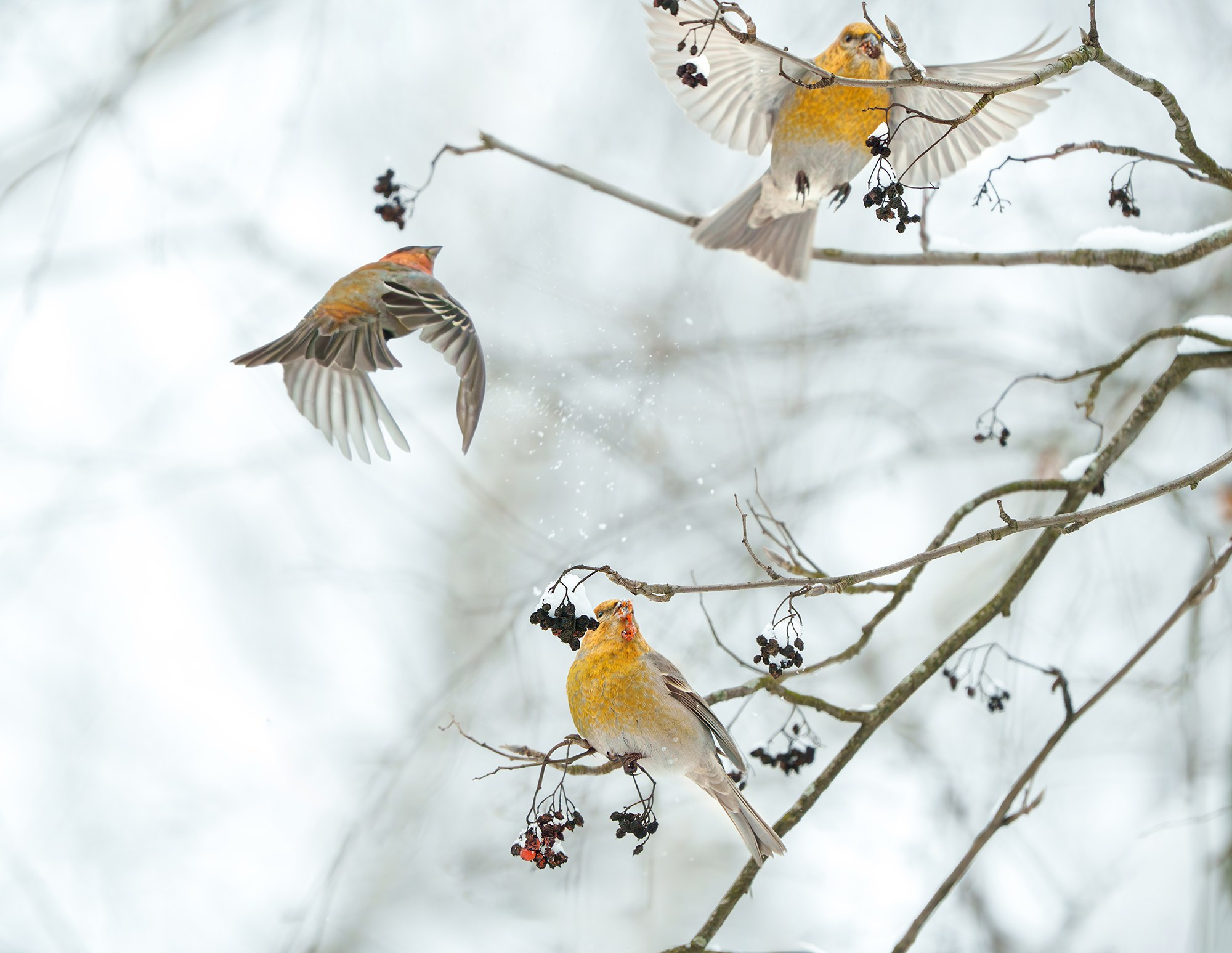 Удивительные мир птиц. Вокруг нас столько прекрасного — присмотритесь!. Ваш личный фотограф Марина Волкова