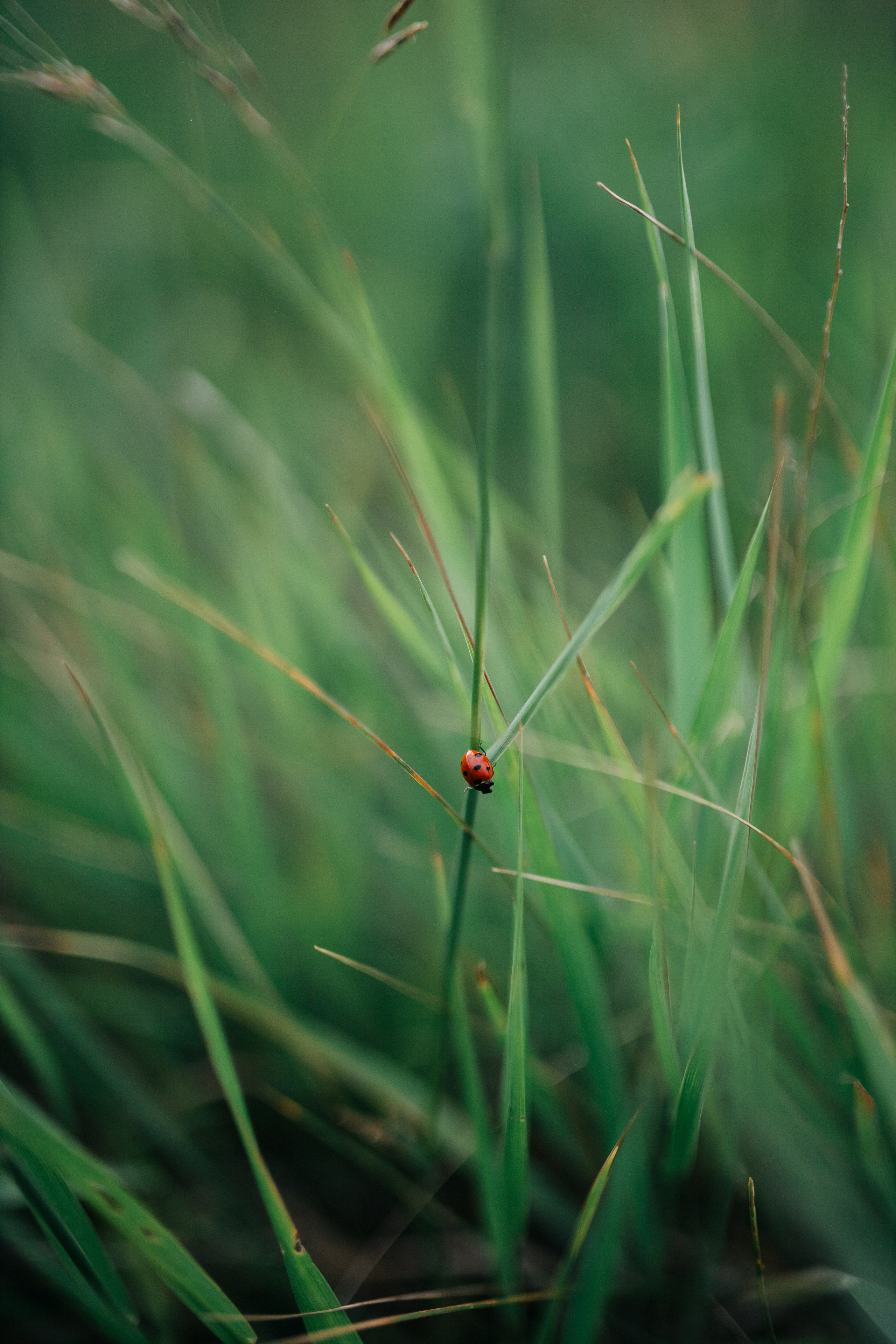 Vladimir&Christina. Антонина Талах фотограф в Москве