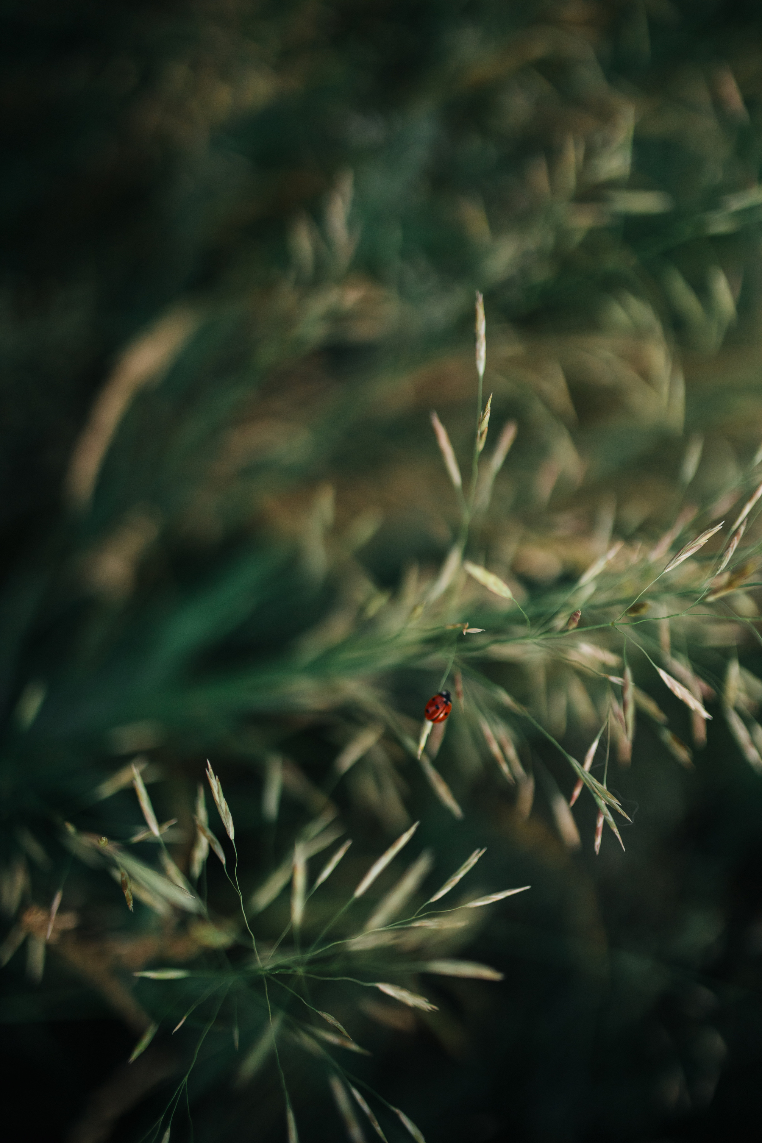 Vladimir&Christina. Антонина Талах фотограф в Москве