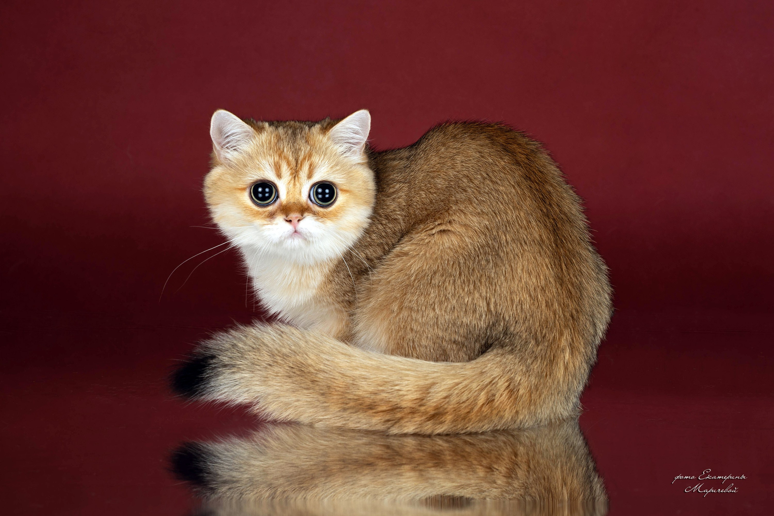 Стендовая съёмка на выставках кошек. Фотограф-анималист в Омске Екатерина Маричева