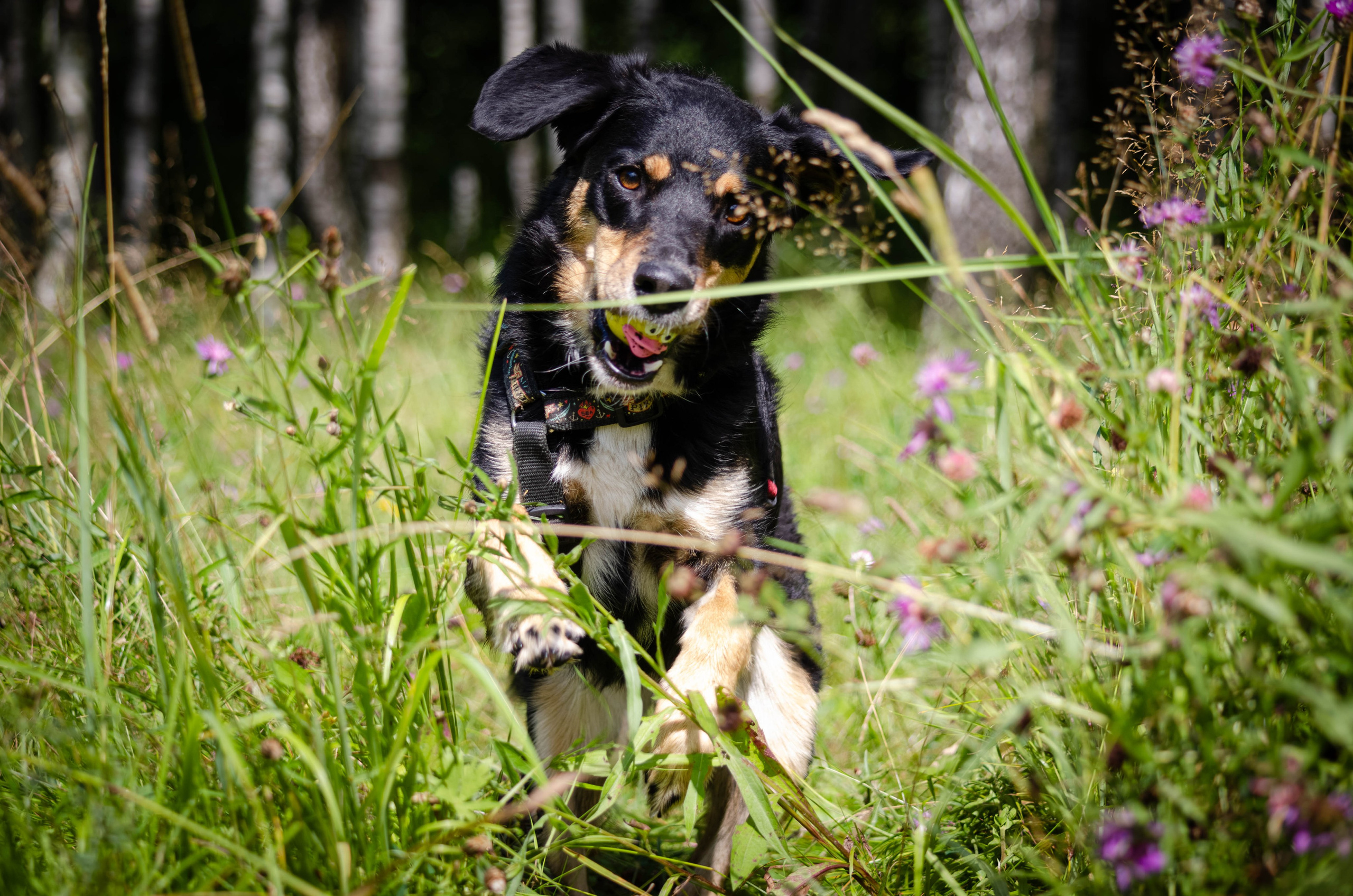 Том и Тося. Фотограф Светлана Блинова, Москва и Московская область