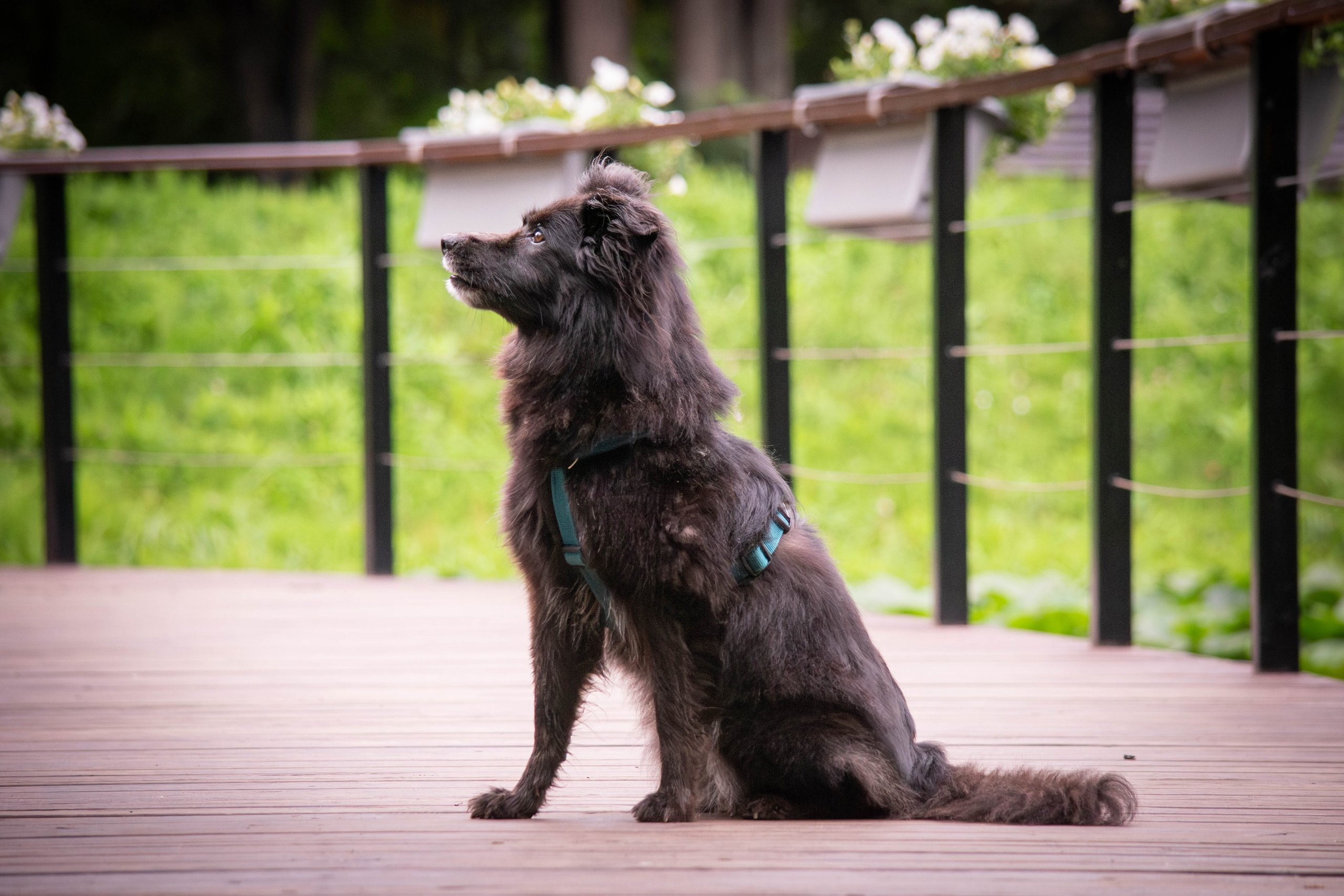 Альба и Даша. Фотограф Светлана Блинова, Москва и Московская область