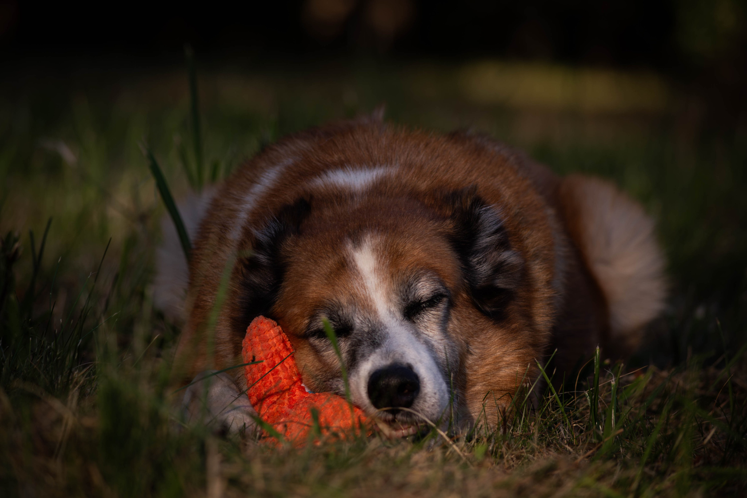 Ник и Полина. Фотограф Светлана Блинова, Москва и Московская область