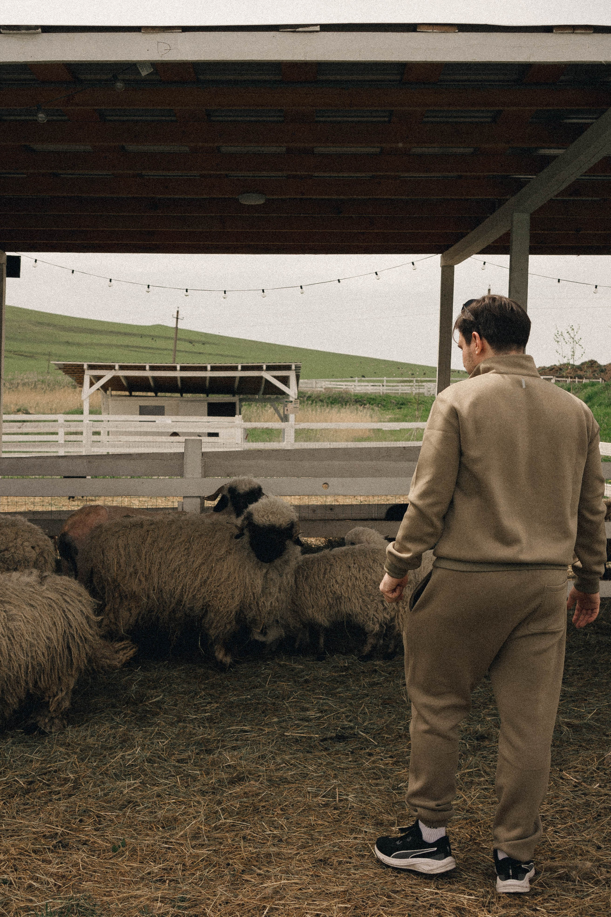 Ферма Альпак. Профессиональный фотограф, Санкт-Петербург — Виктория Богомолова