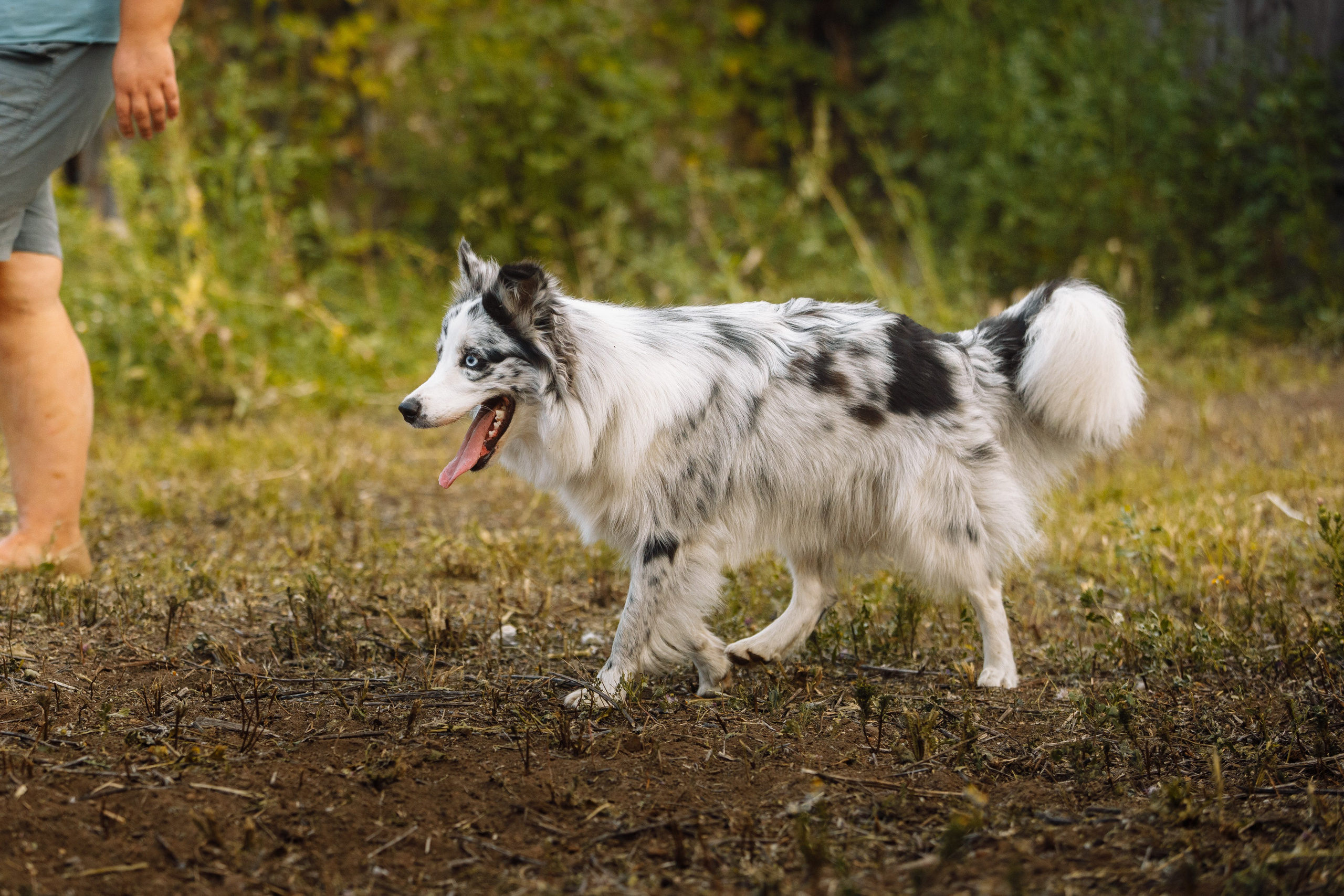 Овечий день. О нас