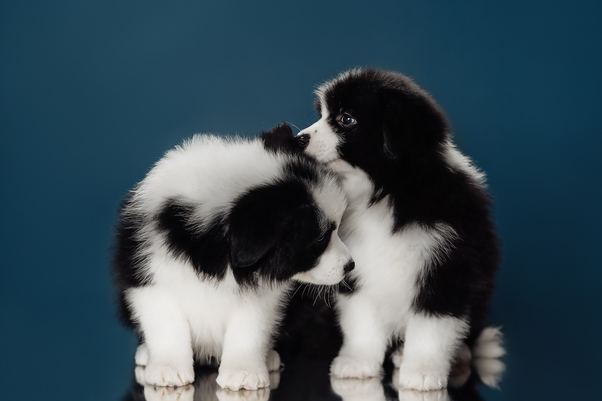 Синева. О нас