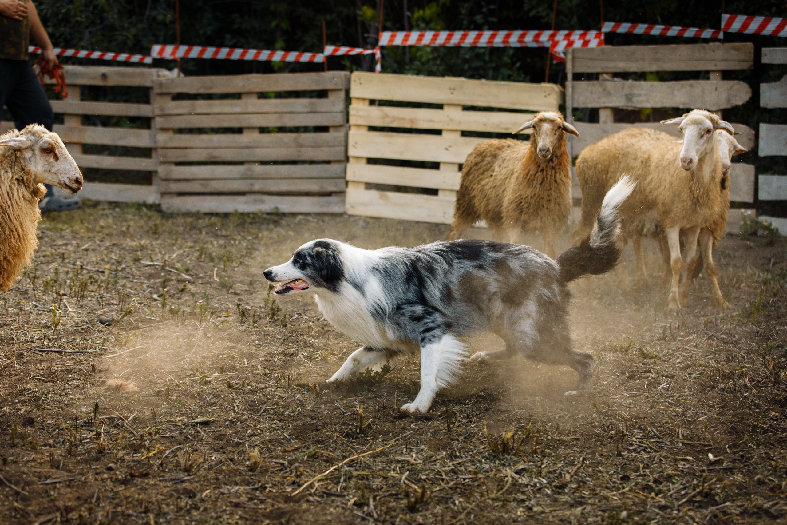 Овечий день. О нас