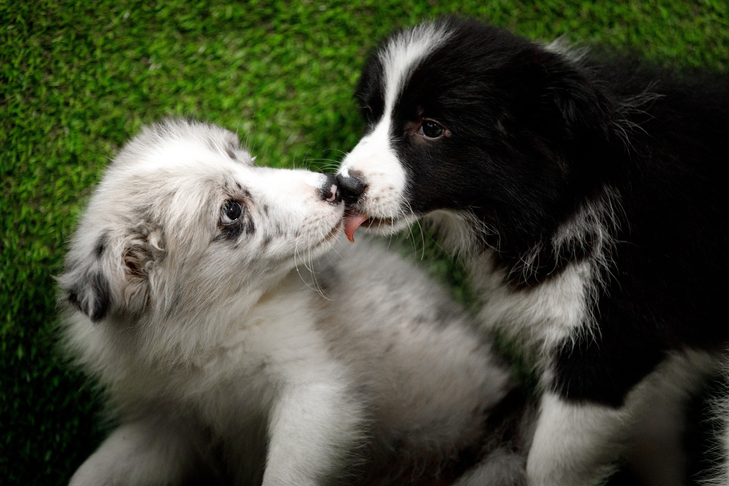 Болтовня в саду. О нас