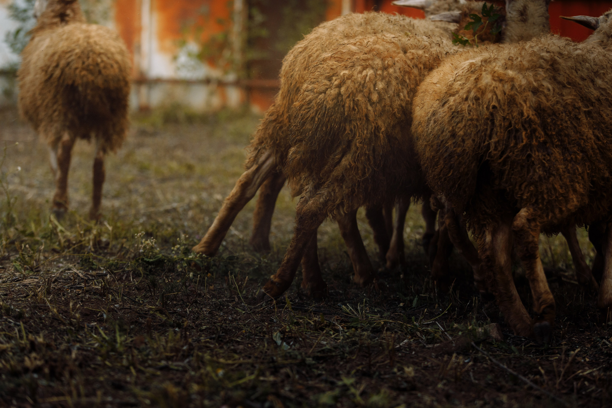 Овечий день. О нас