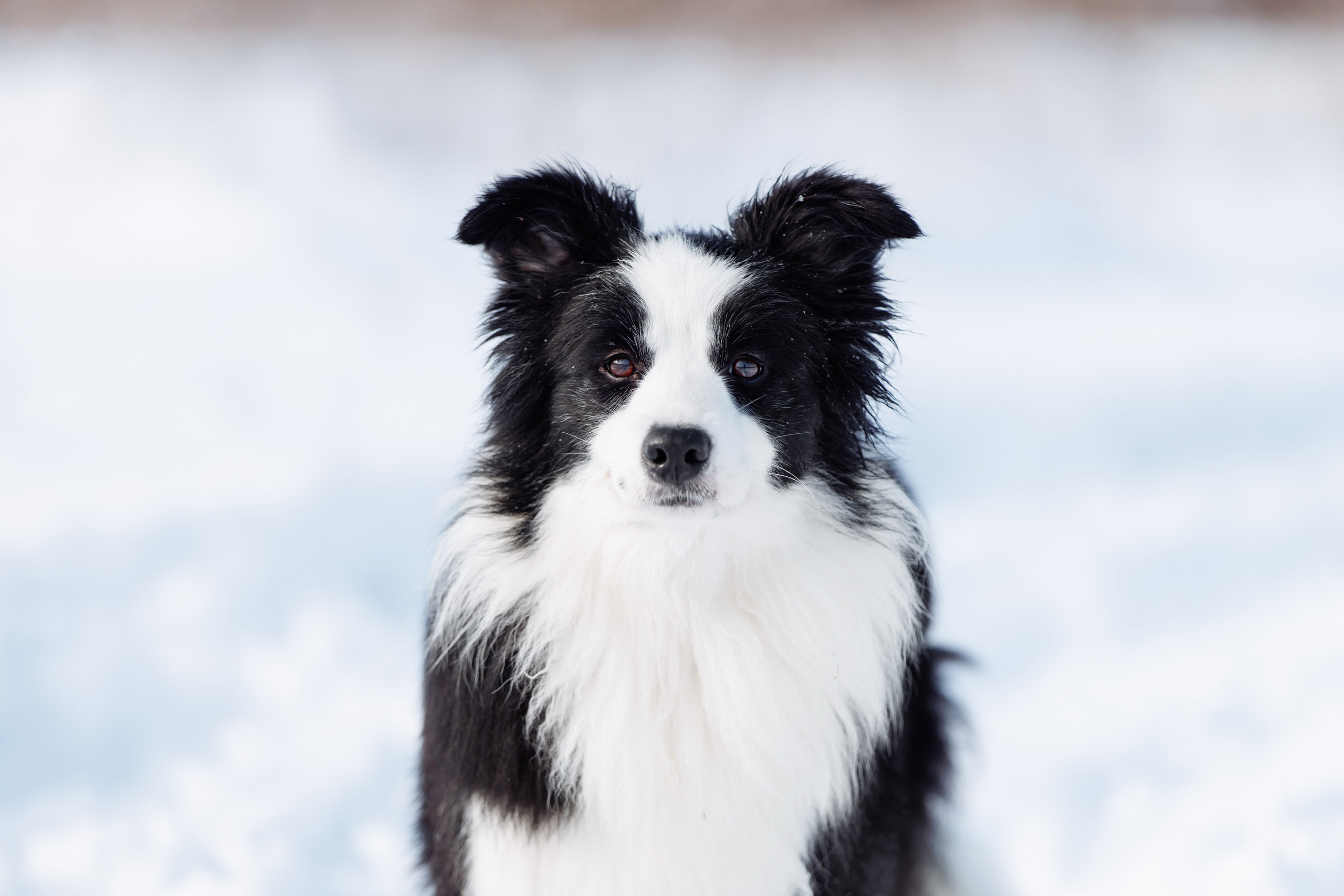 Яркий январь. О нас