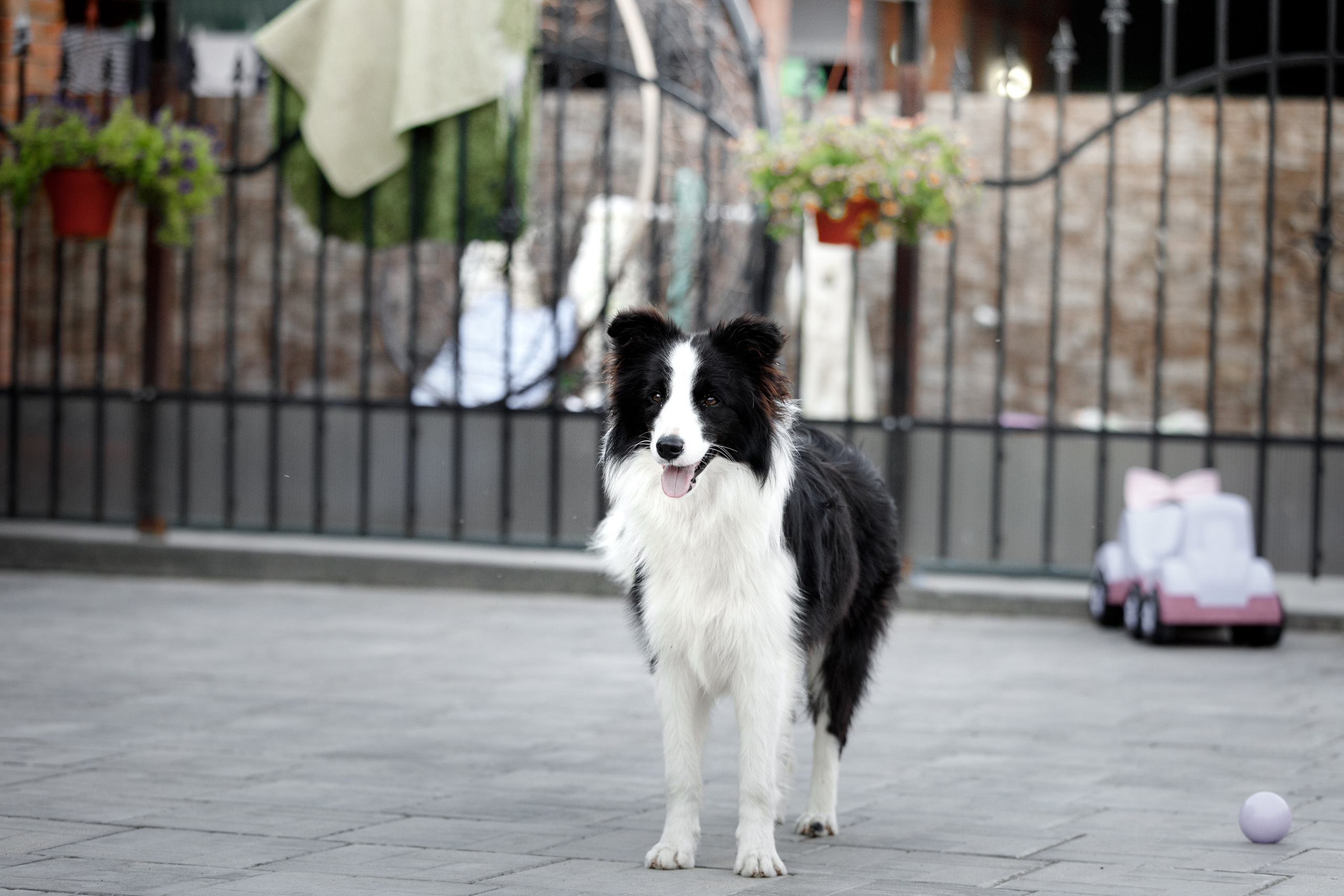 Болтовня в саду. О нас