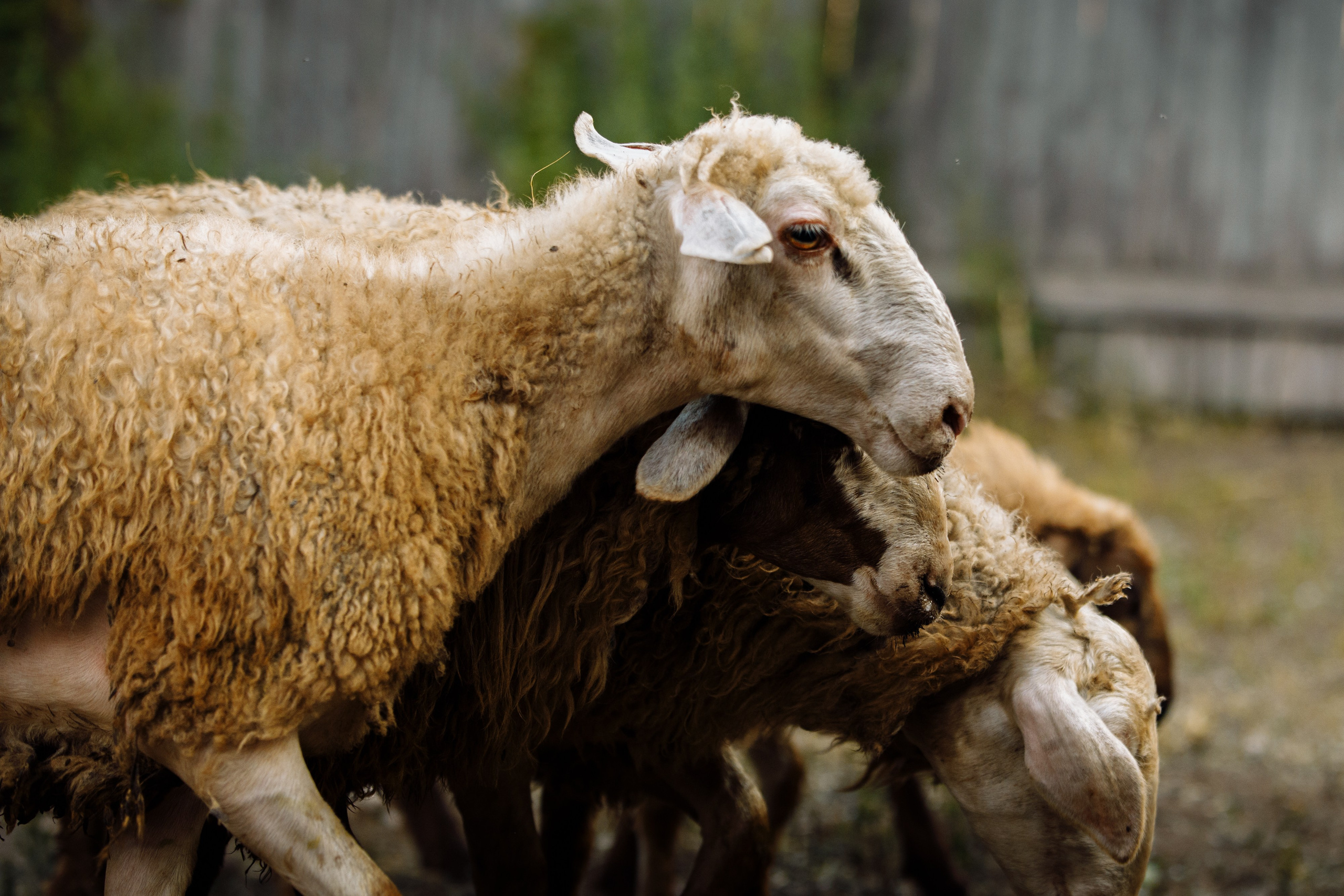 Овечий день. О нас
