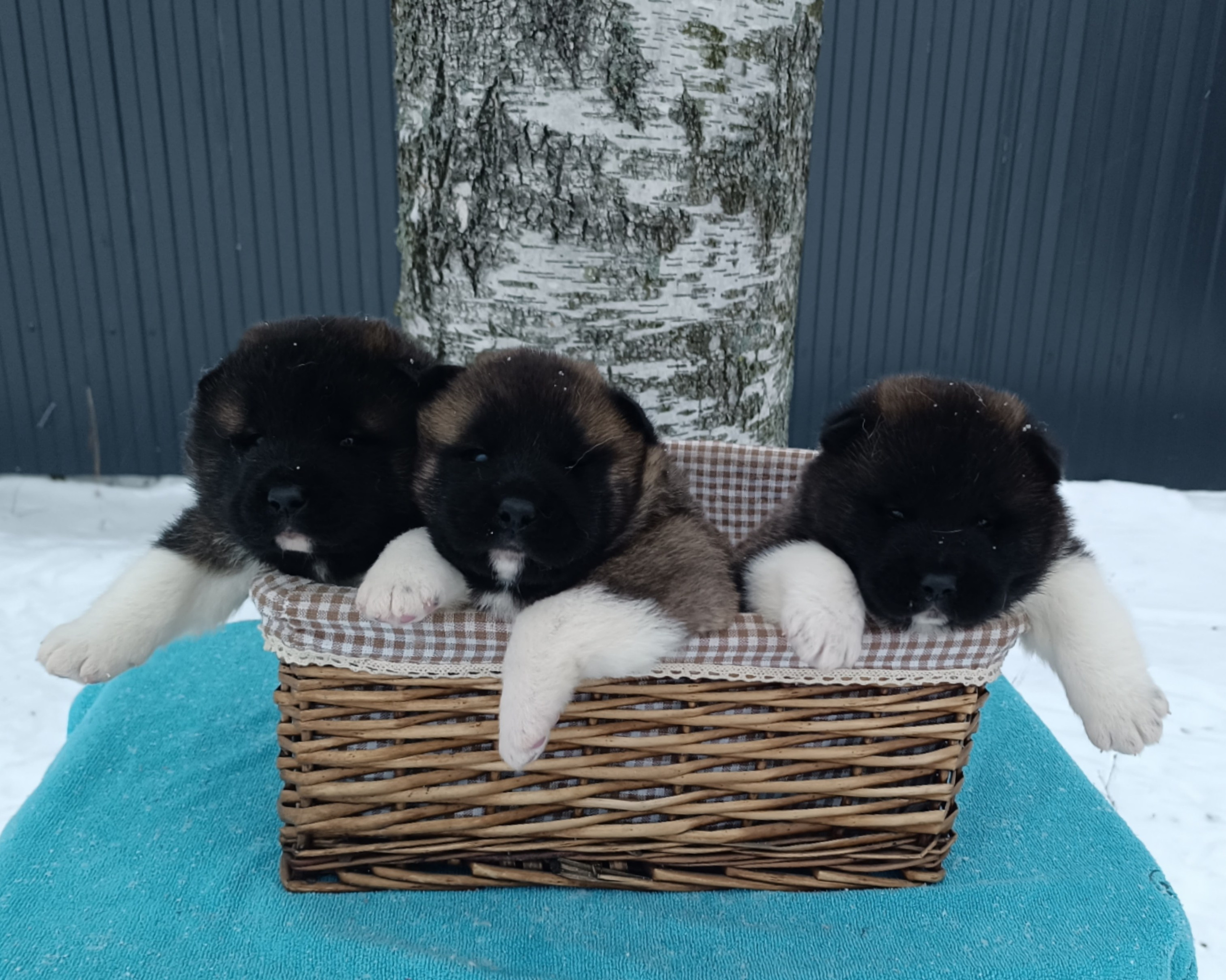 Американская акита  щенки питомник Санкт-Петербург клубные щенки Американская акита питомник RUBYLIGHT Рубилайт купить щенка американской акиты