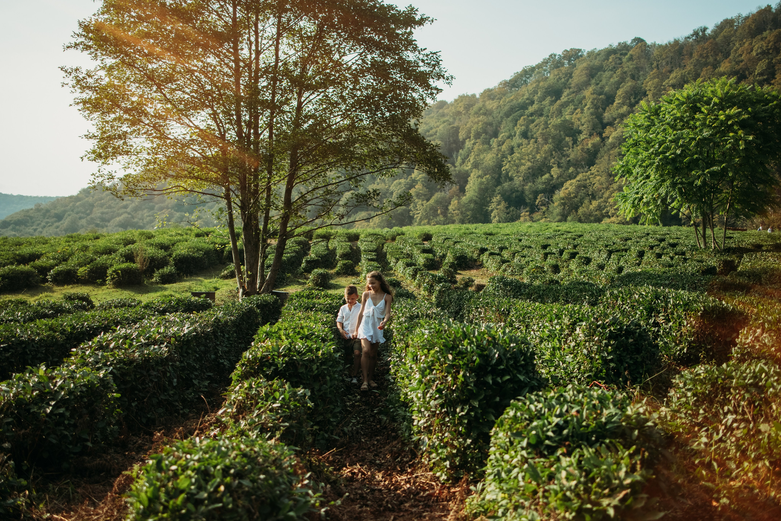 Глэмпинг чай. Фотограф Сочи Татьяна Зорина