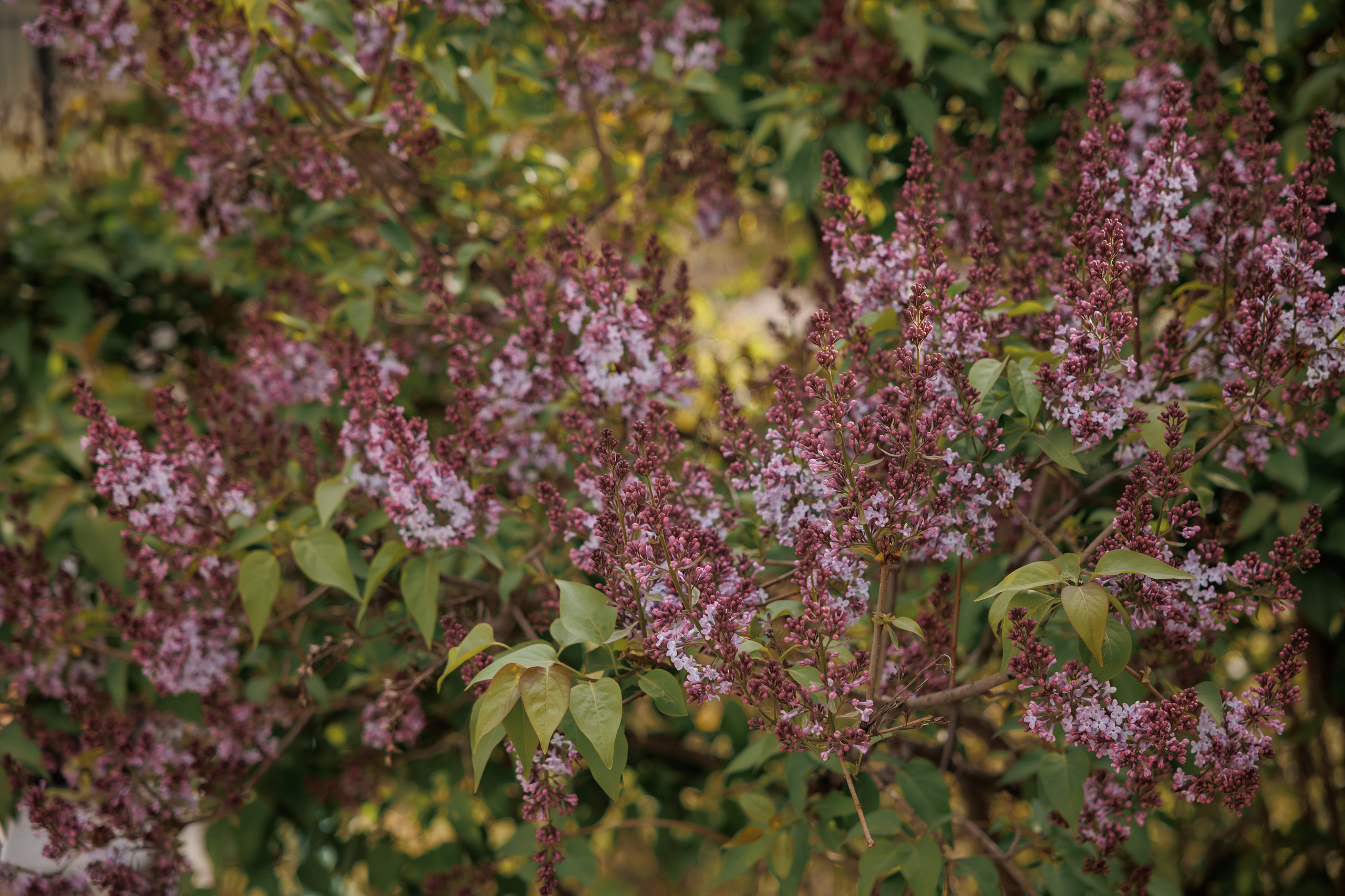 Кадеты. Свадебный и репортажный фотограф (Москва, Королев и другие)