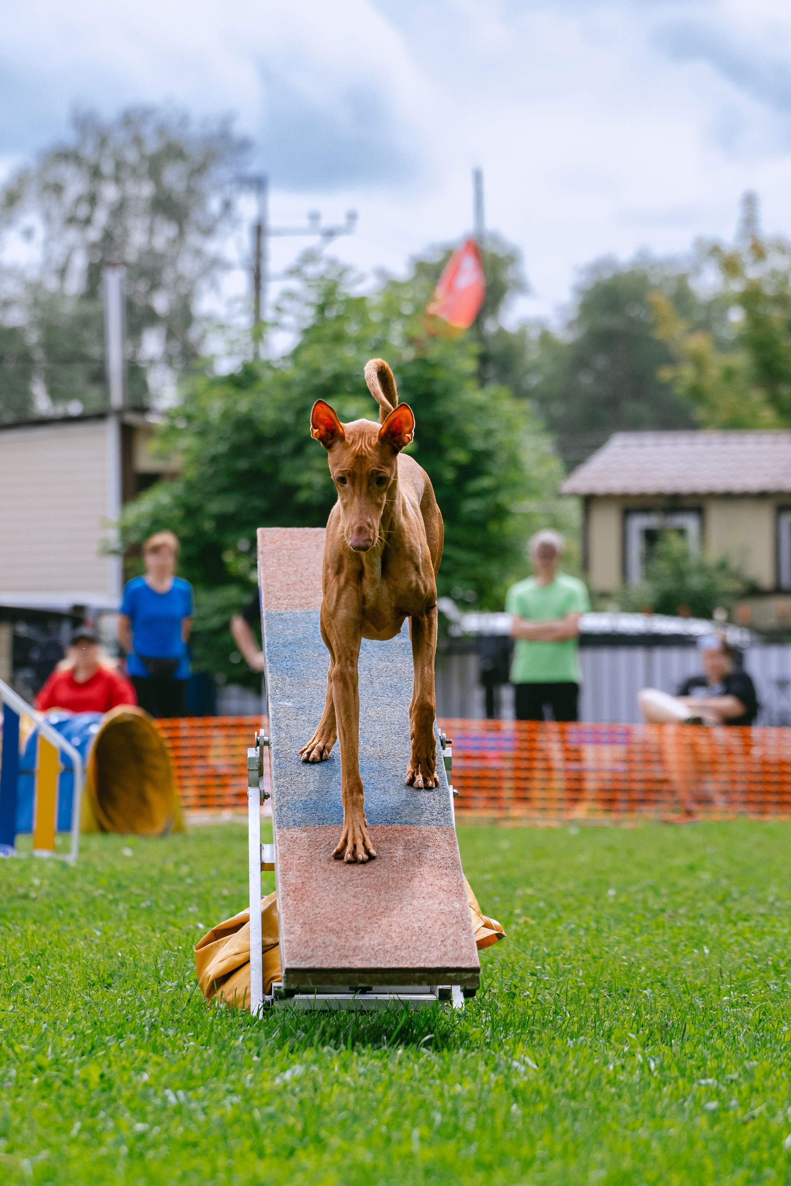 Соревнования по аджилити Долгопрудный 30.06.2025. Фотограф-анималист Татьяна Степанова