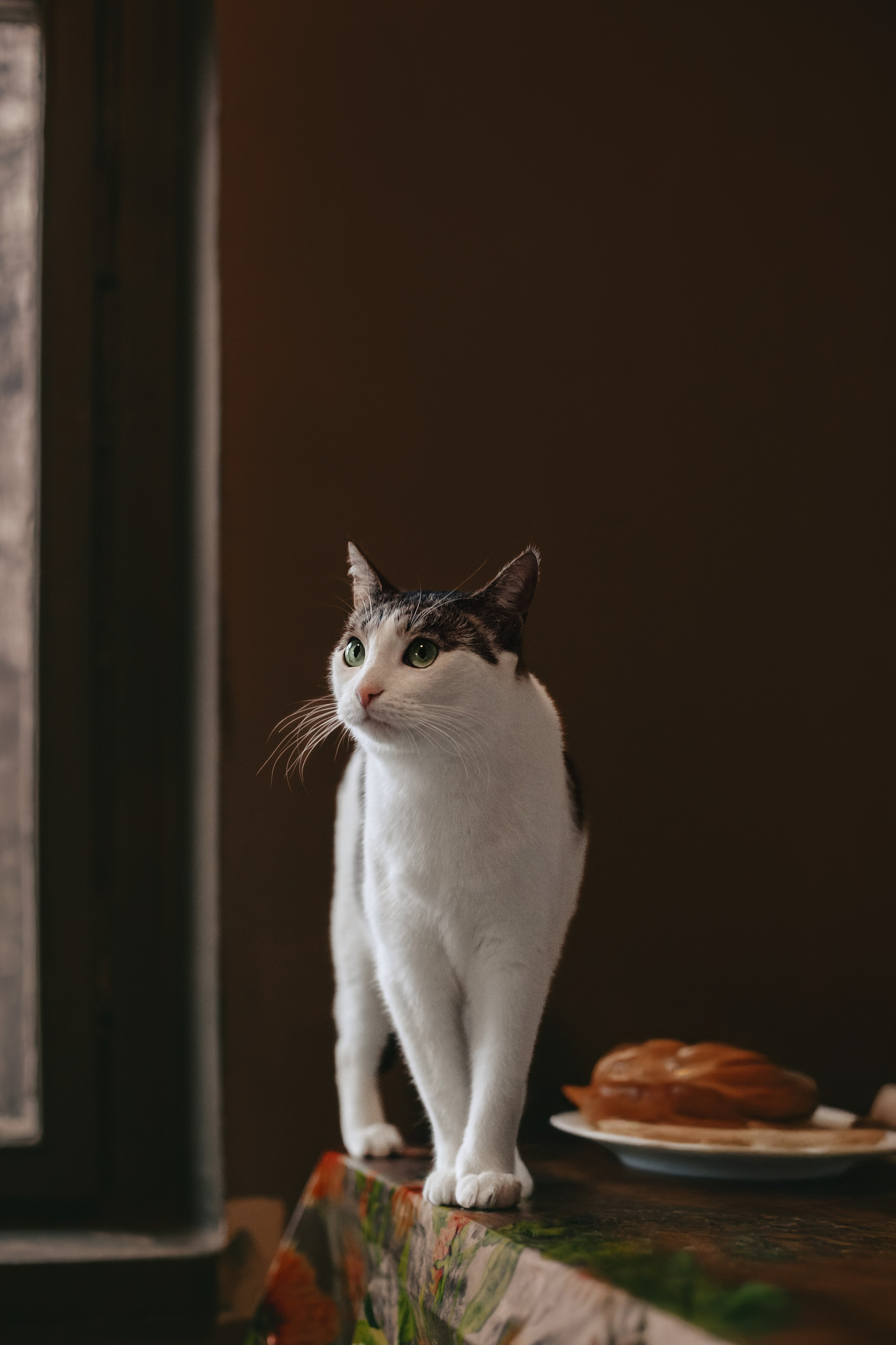 Кошки в поиске дома 2025. Фотограф-анималист Татьяна Степанова