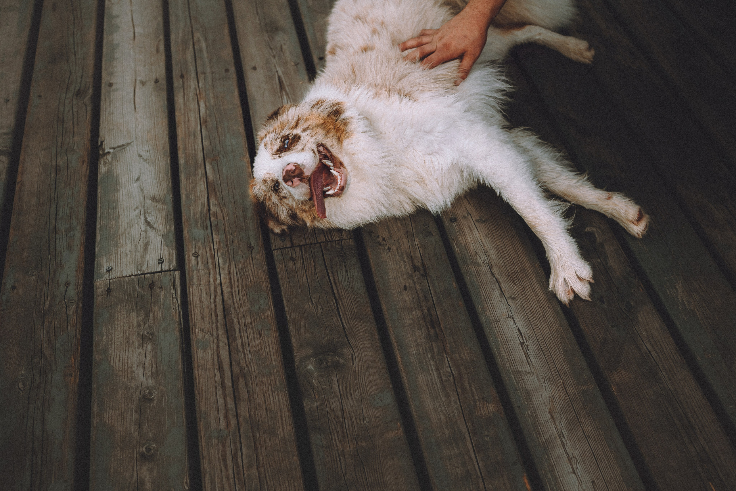 Один и его семья