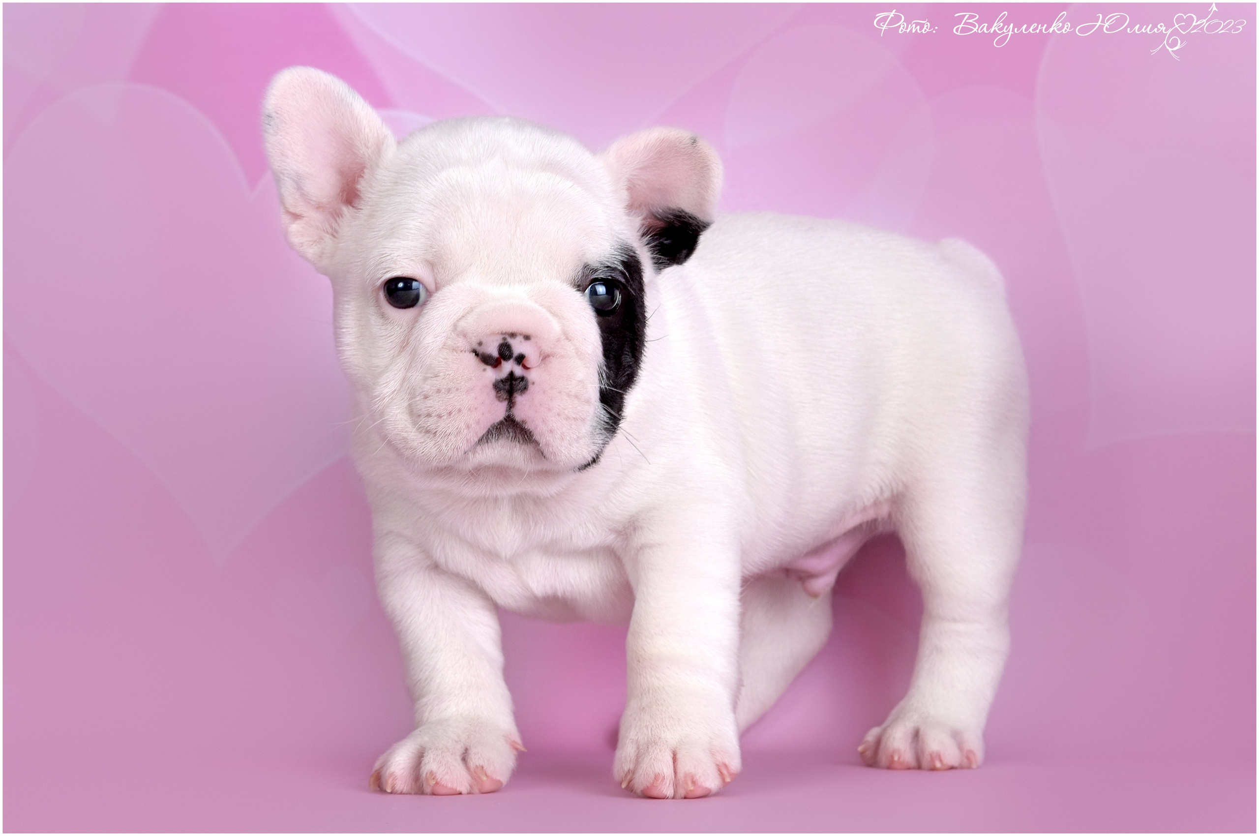 Студийная съемка. Фотограф анималист | семейный Юлия Вакуленко, г. Краснодар