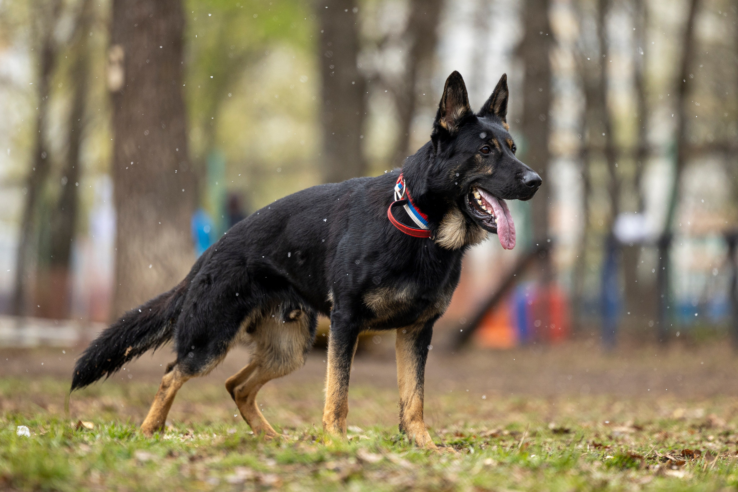 Квалификационные состязания по мондьорингу г. Вологда 11.05.24. Фотограф-анималист Анна Маринич