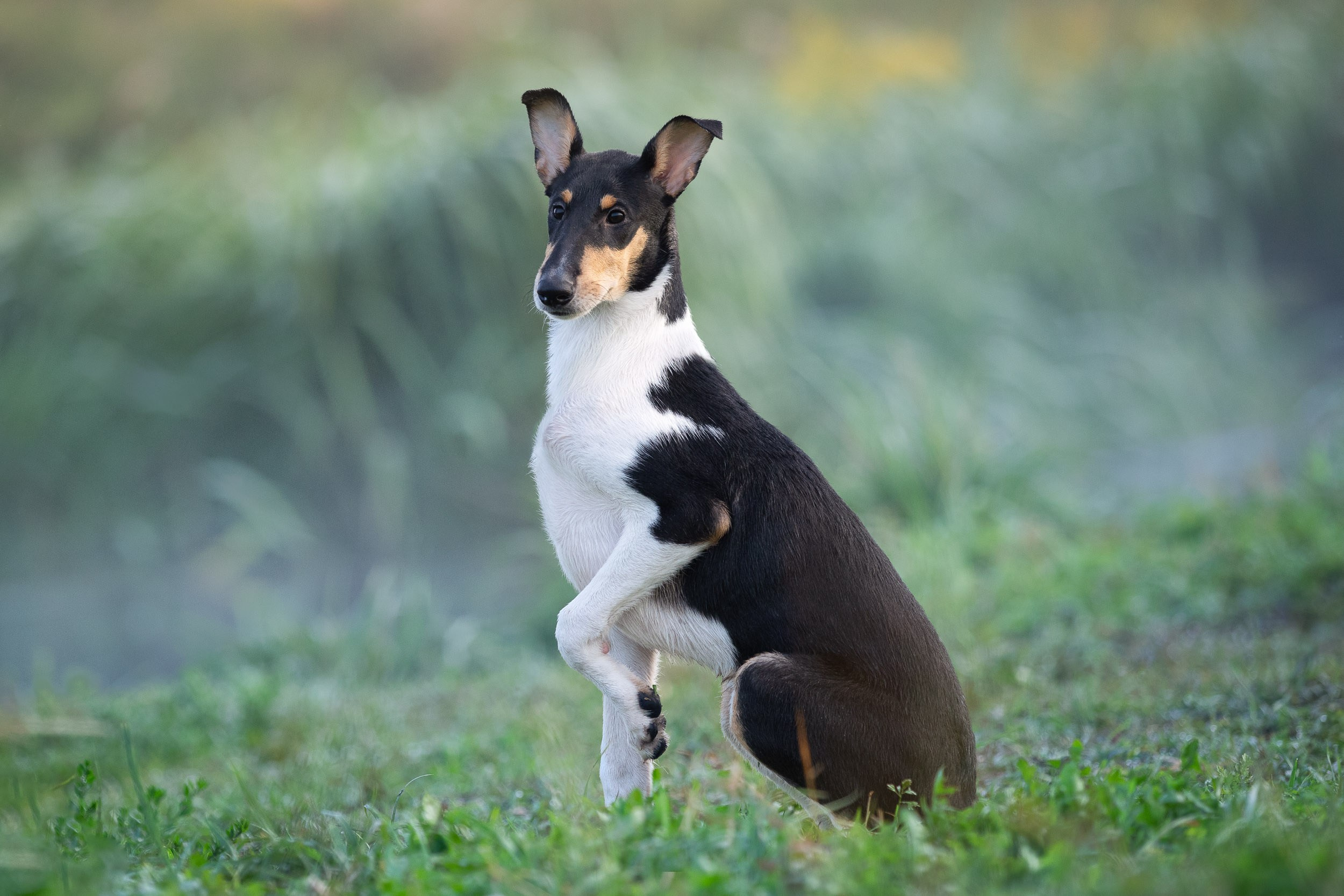 Наташа и короткошерстные колли. Фотограф-анималист в Москве и Московской области Татьяна Фролова