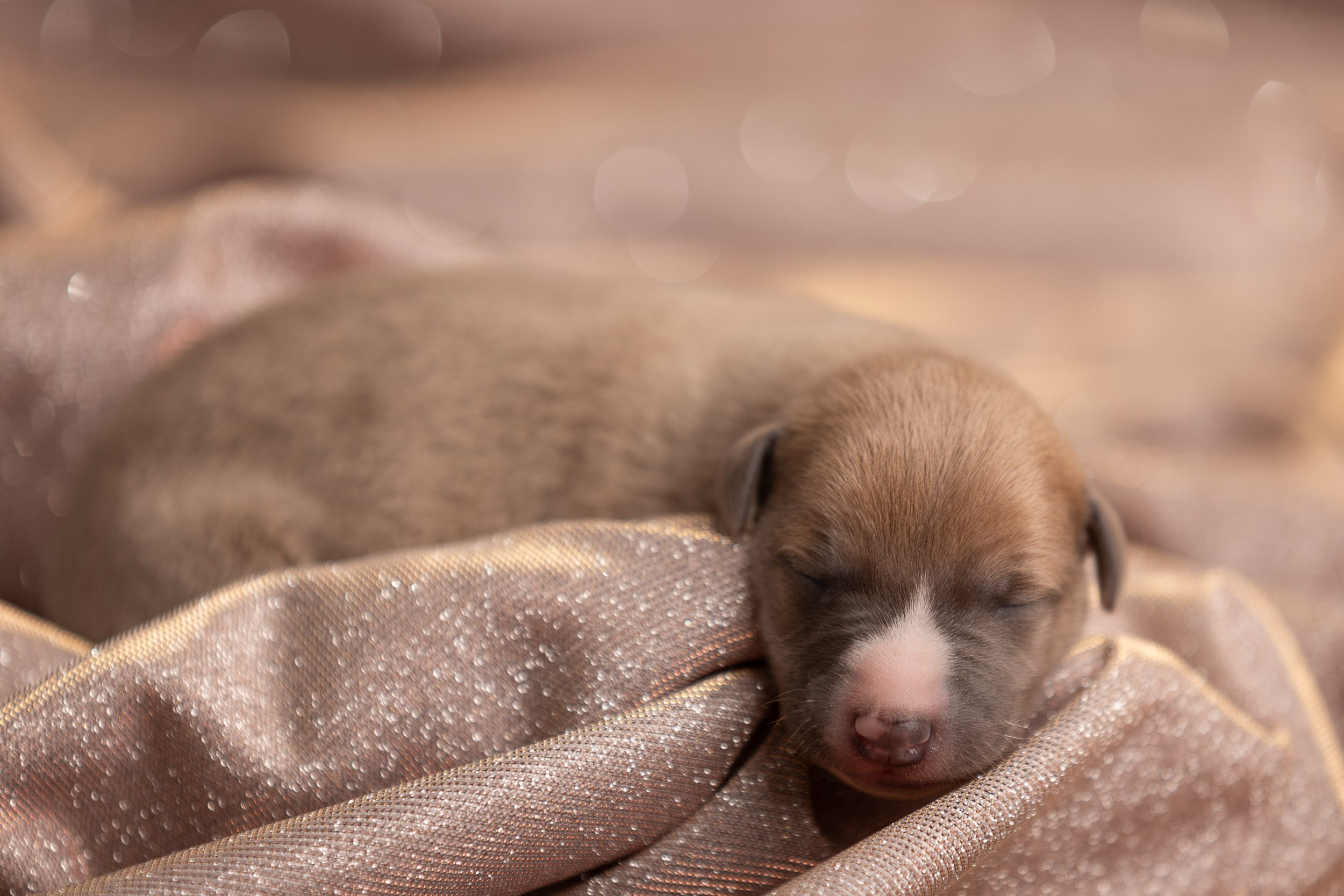 Ньюборн для щенков уиппета. Фотограф-анималист в Москве и Московской области Татьяна Фролова