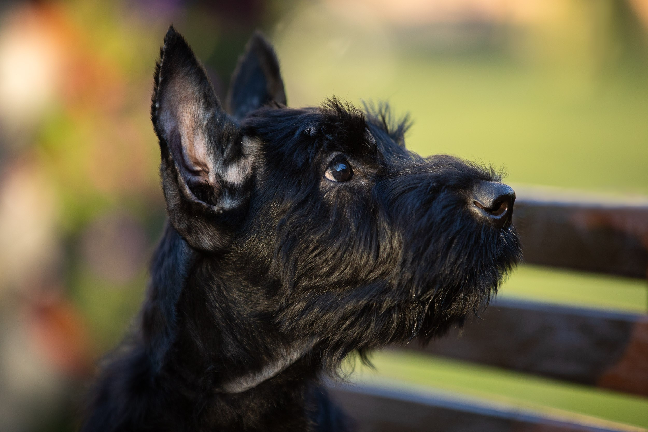 Уличная съемка щенков ризеншнауцера. Фотограф-анималист в Москве и Московской области Татьяна Фролова