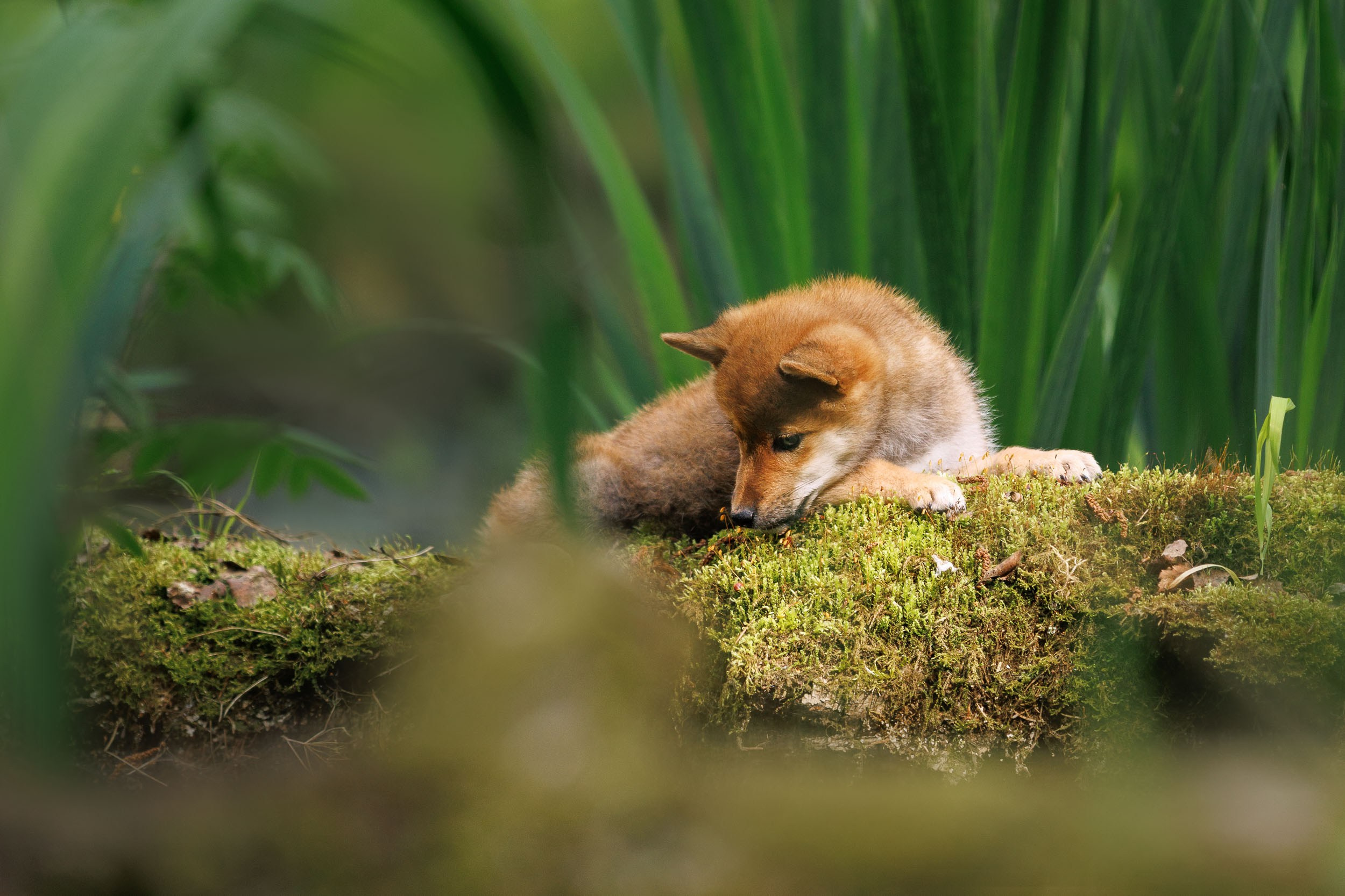Фото щенков в Москве и Московской области. Фотограф-анималист в Москве и Московской области Татьяна Фролова