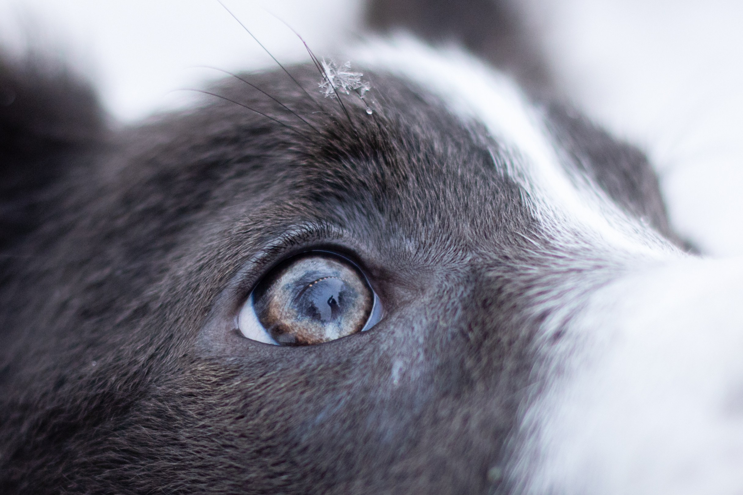 Фотограф-анималист в Москве и Московской области Татьяна Фролова