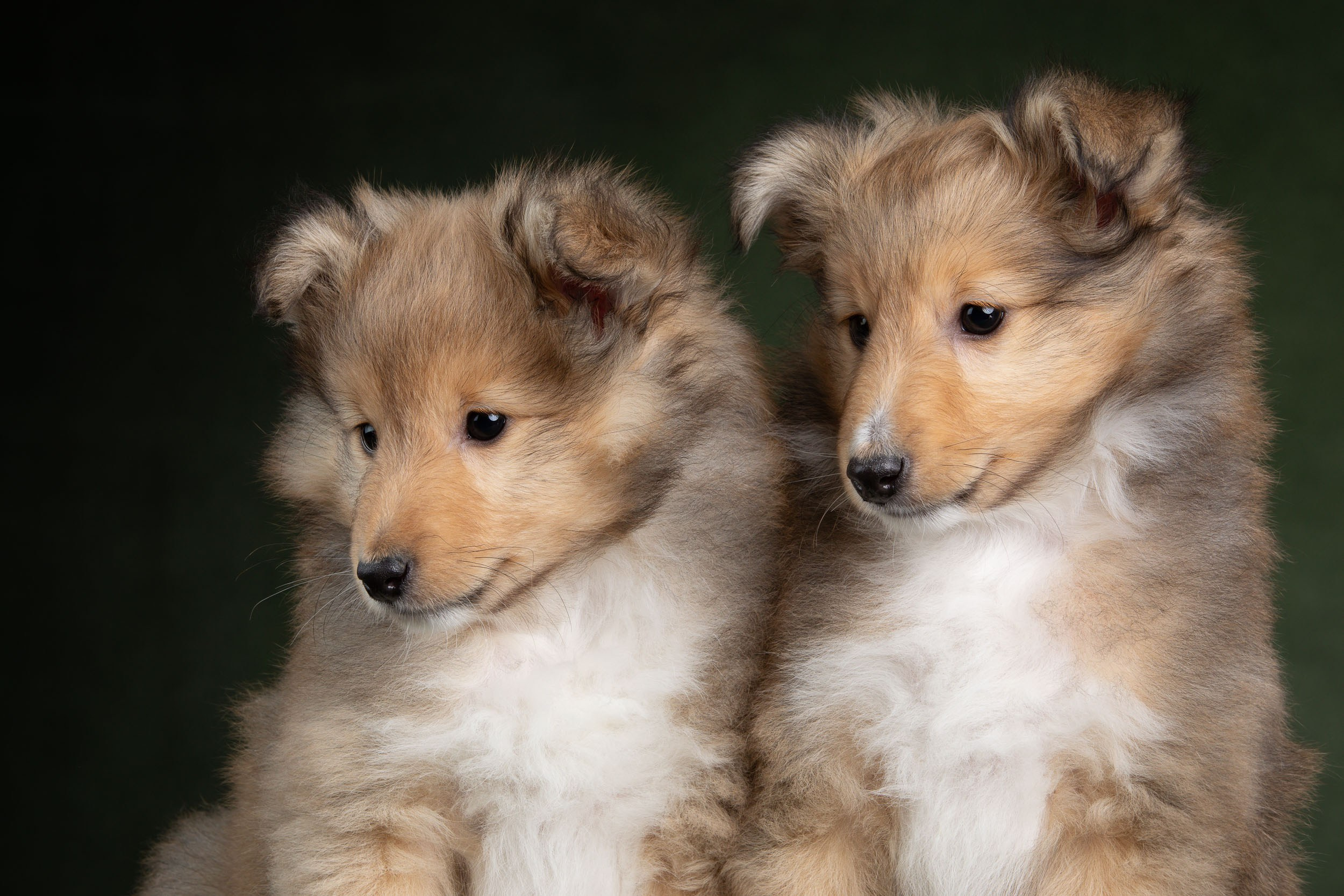 Помет щенков в 2 месяца. Фотограф-анималист в Москве и Московской области Татьяна Фролова