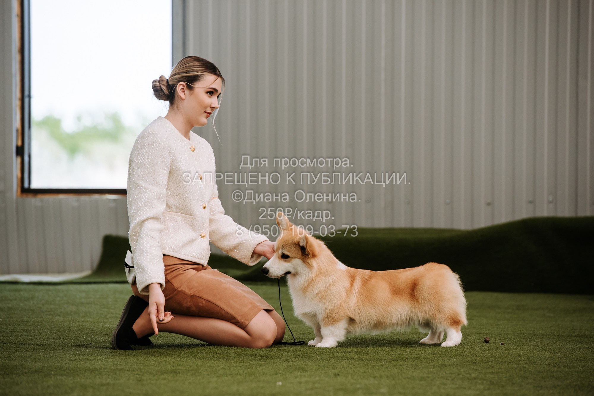 Выставка собак Красноярск 2.06. Фотограф Диана Оленина Красноярск / Братск