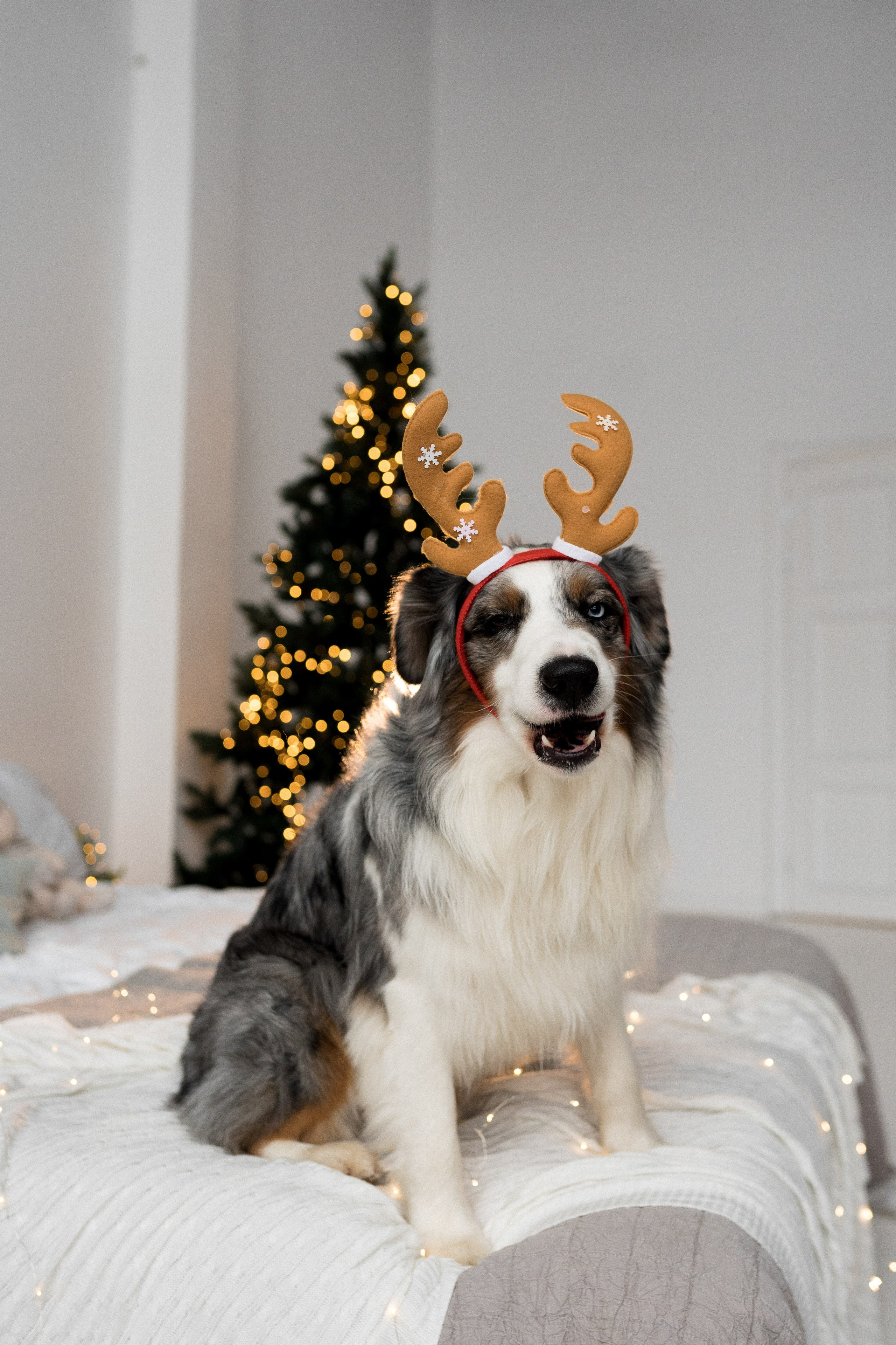 Новогоднее студия. Свадебный фотограф в Москве Анна Полушина