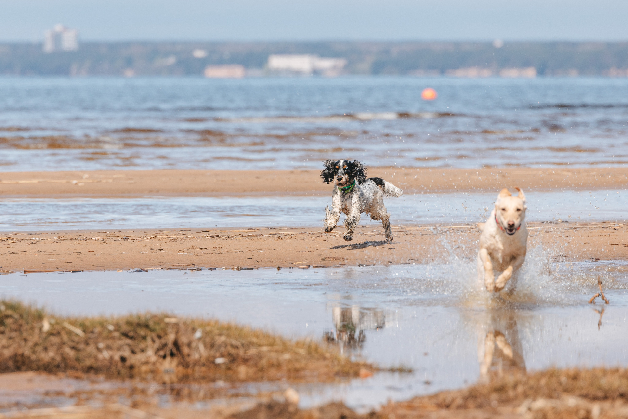 Спанимания. Фотограф анималист Осипчикова Мария
